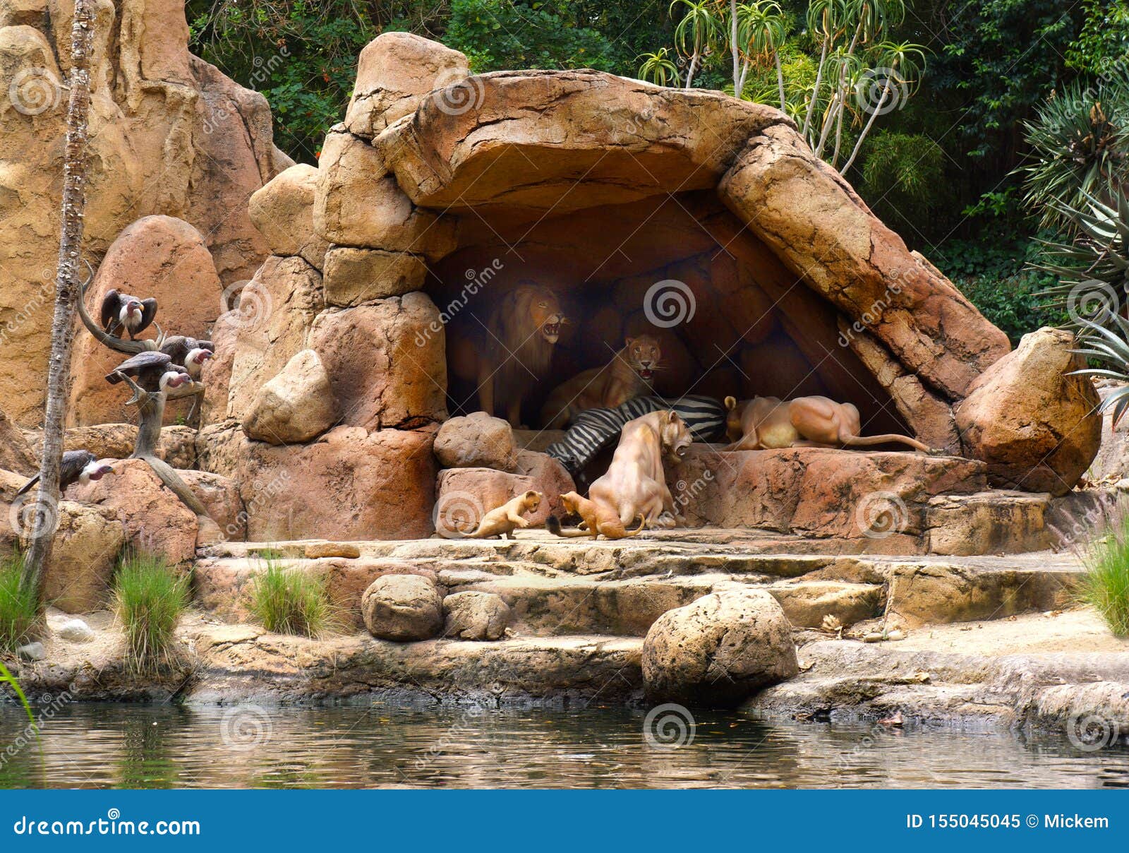Disney Jungle Cruise Lions Feast On Zebra While Cubs Play Editorial Image Image Of Alligator Adventureland 155045045