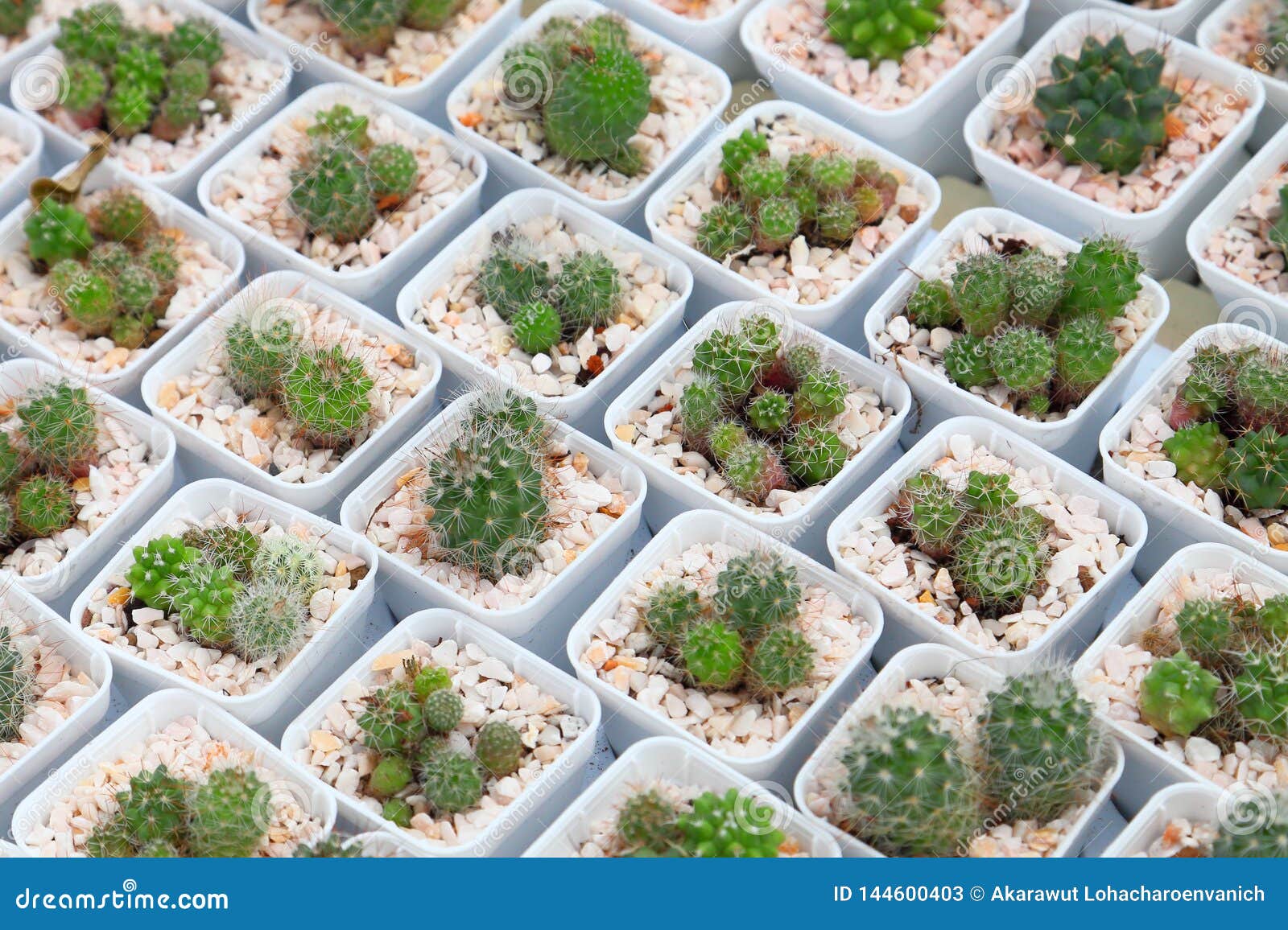 The Display Collection of Miniature Cactus Plant on White Pot in