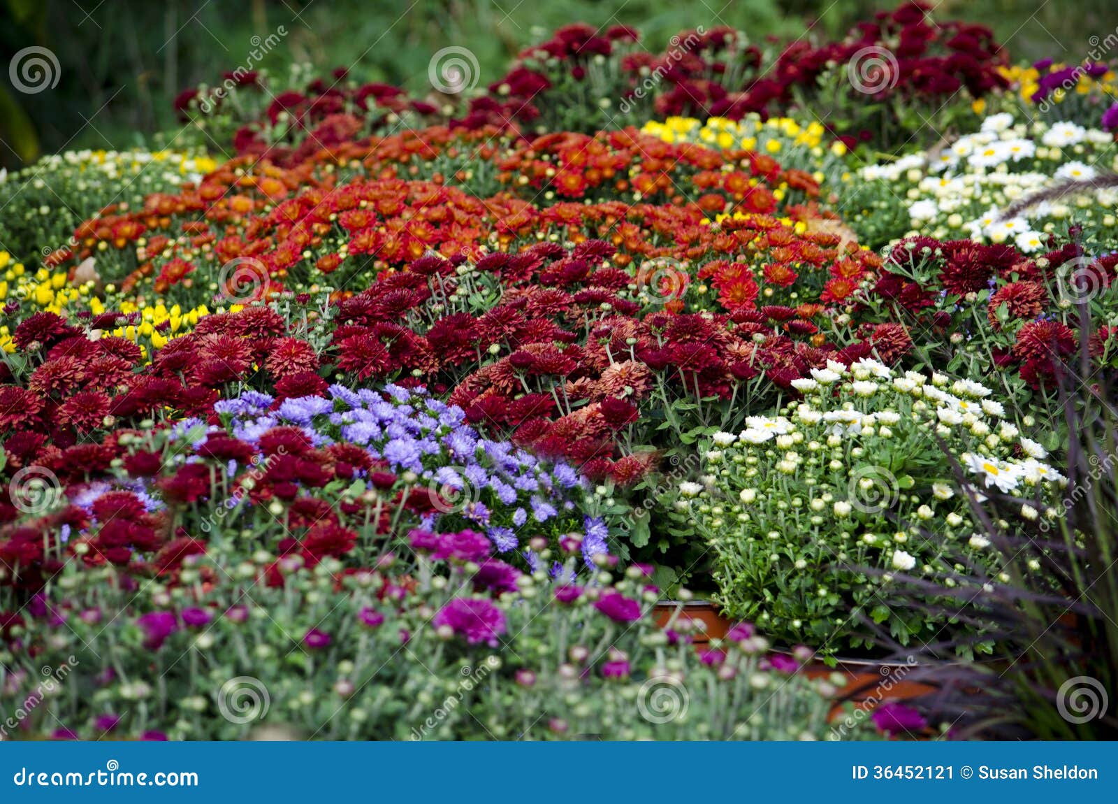 display of fall mums