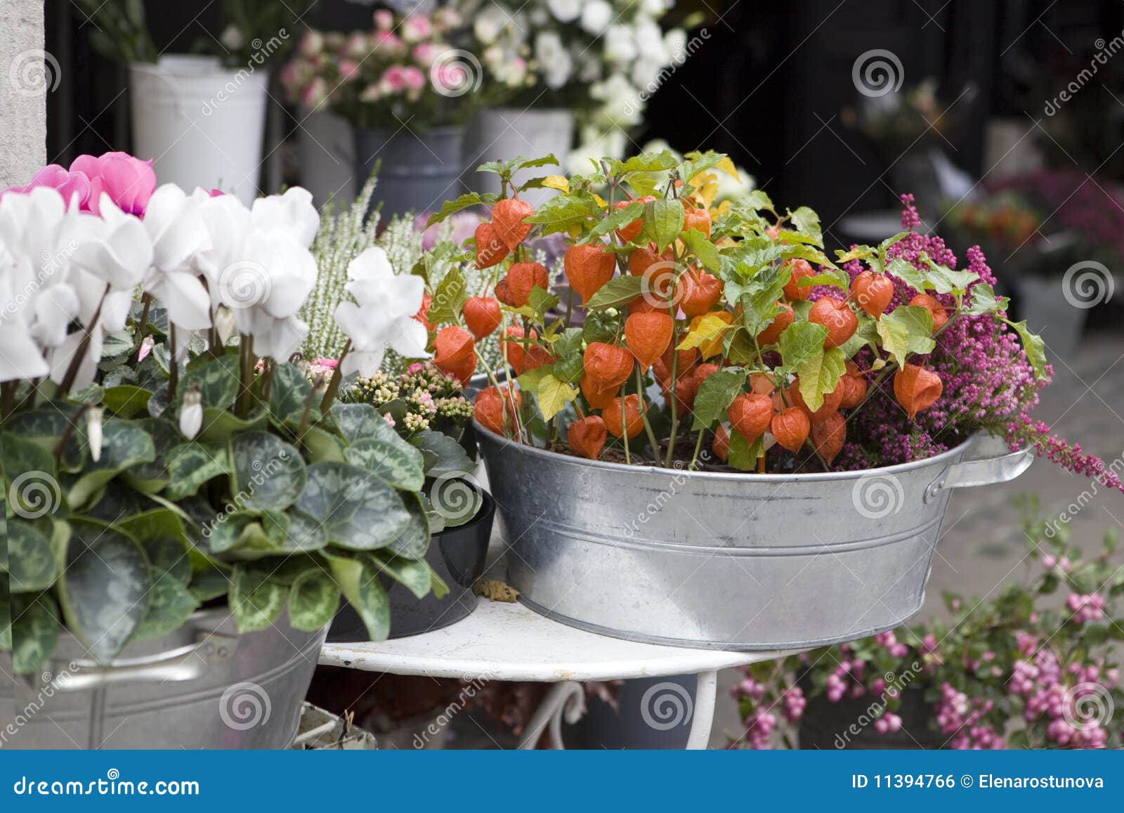 Display of Flowers and Plants for Sale Stock Photo Image of beauty