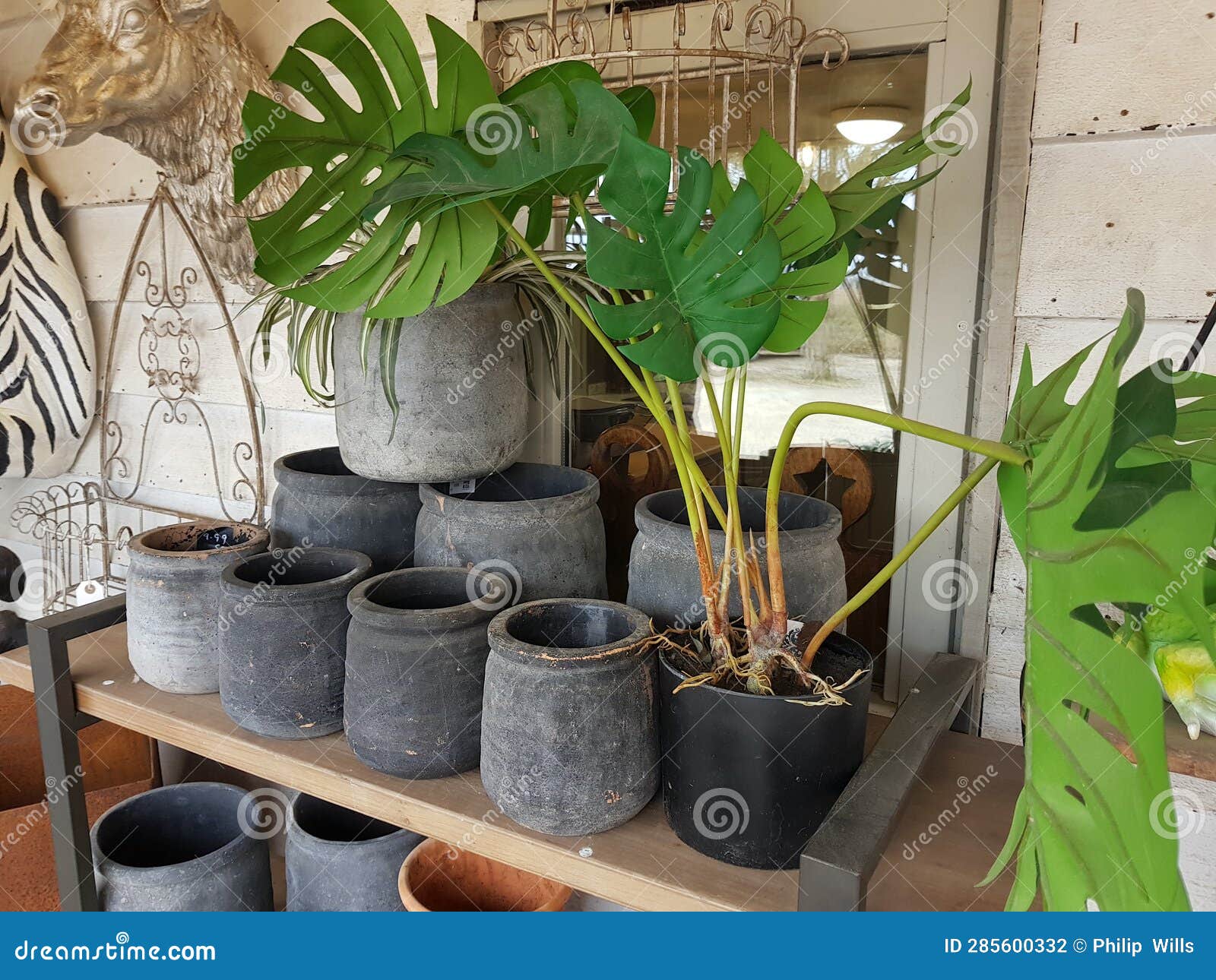 A Display of Plant Pots and a Cheese Plant. Stock Photo Image of