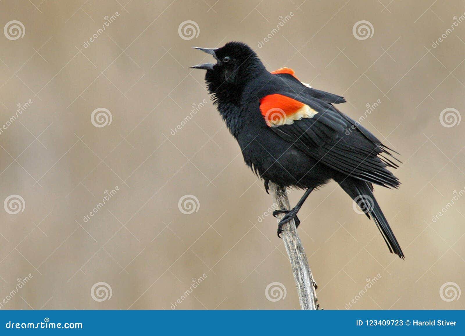 displaying male red winged blackbird, agelaius phoeniceus