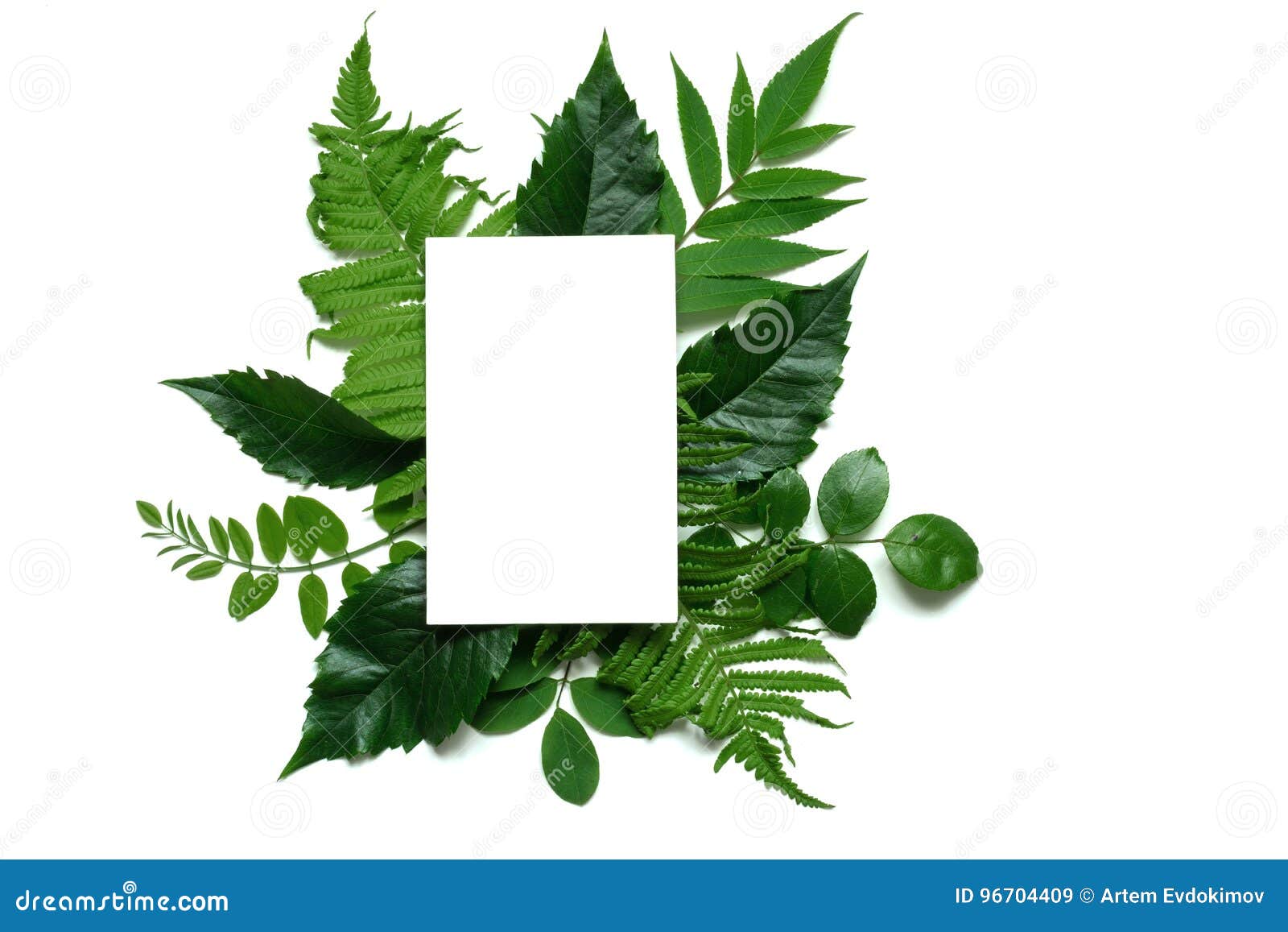 Disposition Créative Avec Les Feuilles De Vert Et La Carte De Voeux Blanche  Vierge Concept De Nature Image stock - Image du carte, jardin: 96704409