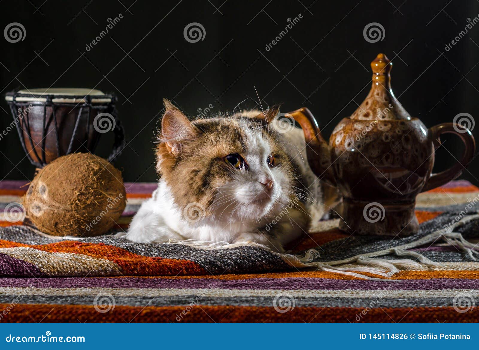 the cat in the kettle the cat in the kettle