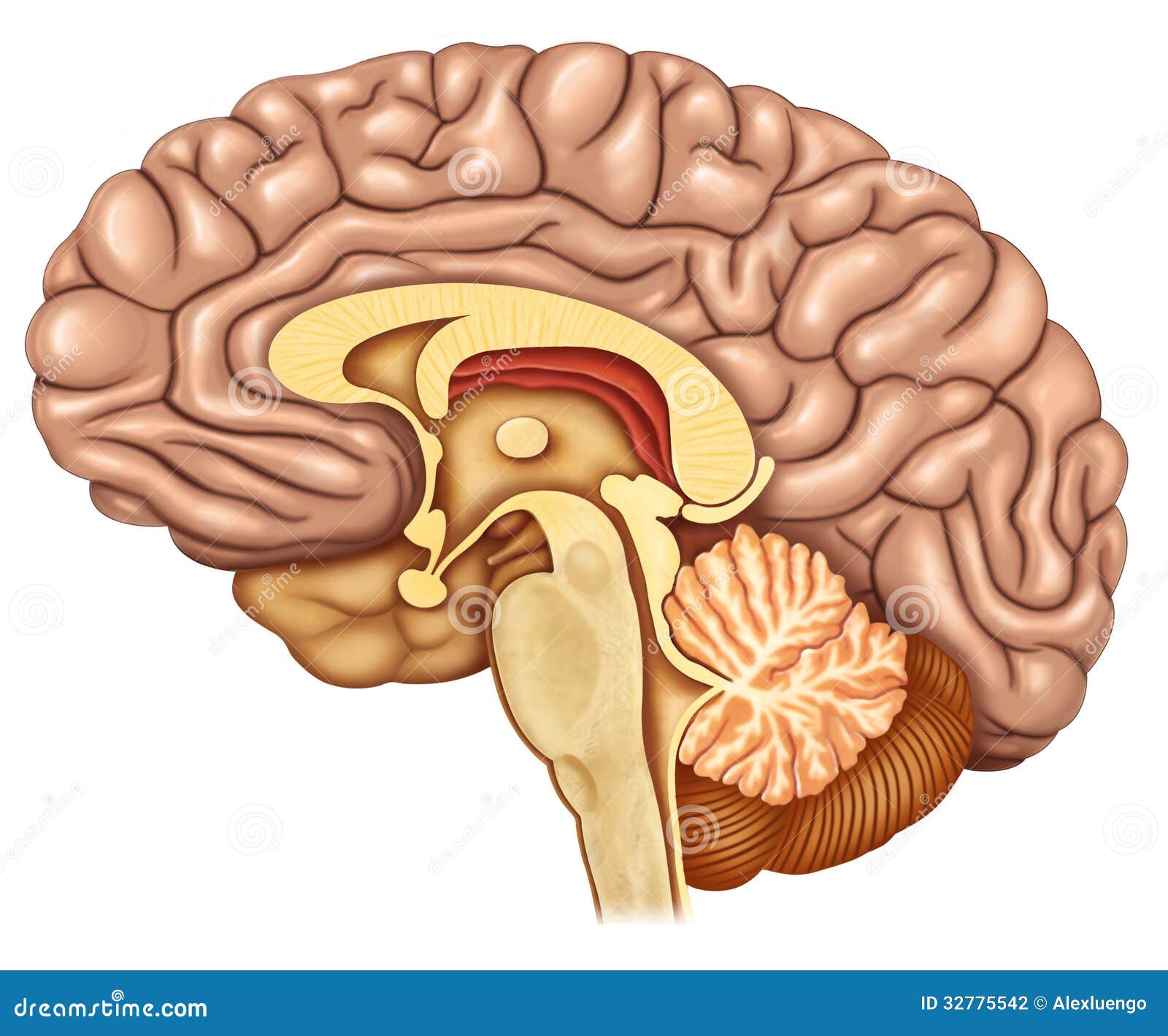 dissected brain lateral view