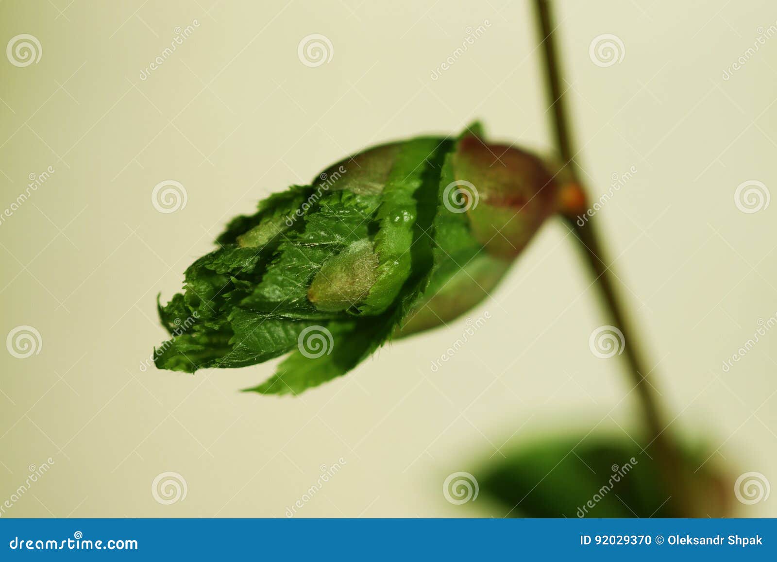 Dissolve Kidney Pears. Spring in the Garden Stock Photo Image of