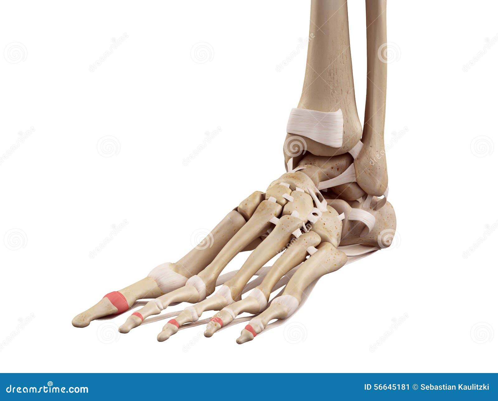 the distal joint capsules