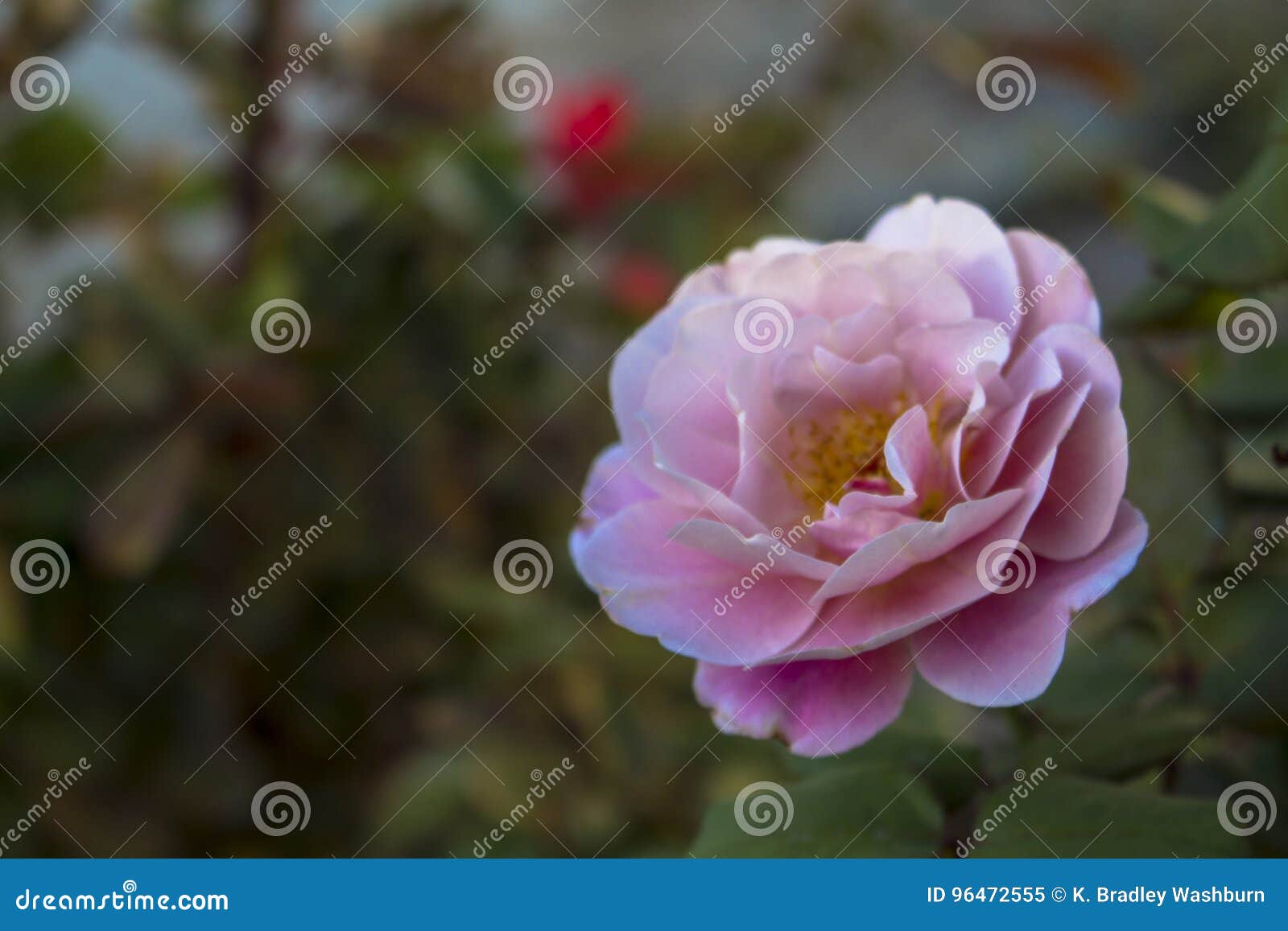 Distant Drums Rose stock image. Image of green, nature - 96472555