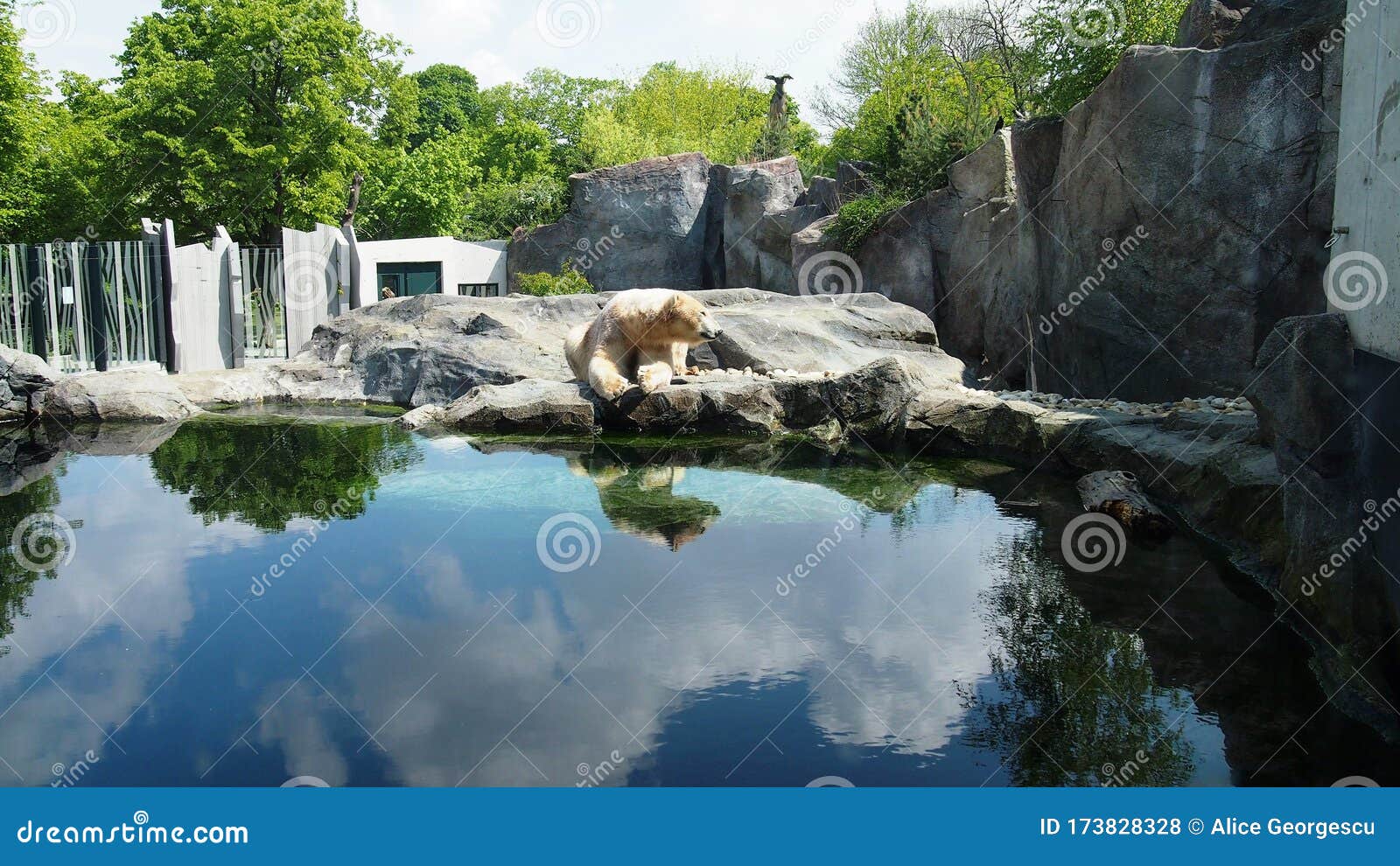 Distant Polar Bear at the Zoo in Its Own Enclosure with Beautiful Blue ...