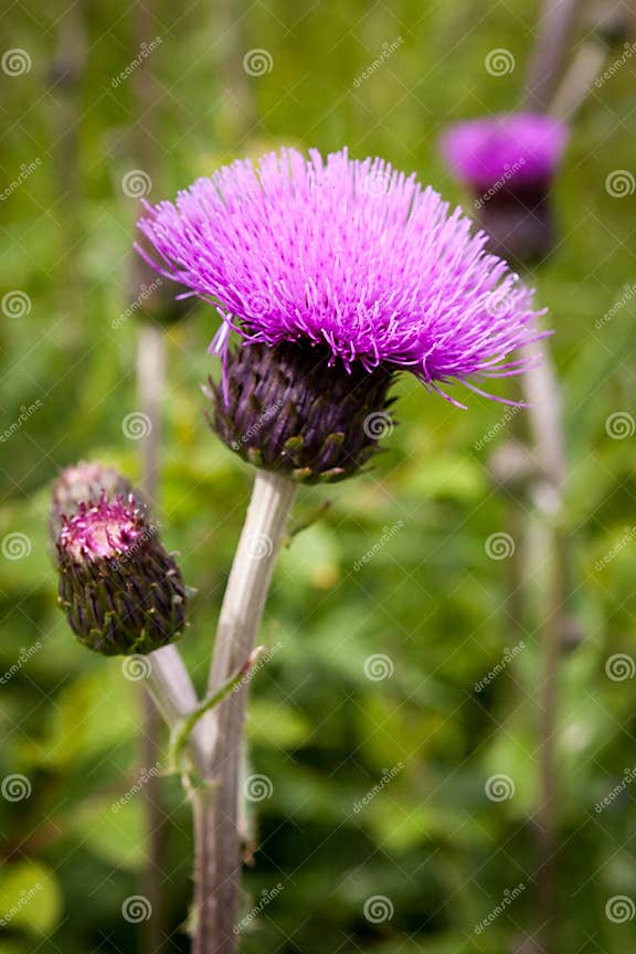 Distelknospen Und blumen Auf Einem Sommerfeld Distelanlage Ist Das Symbol Von Schottland