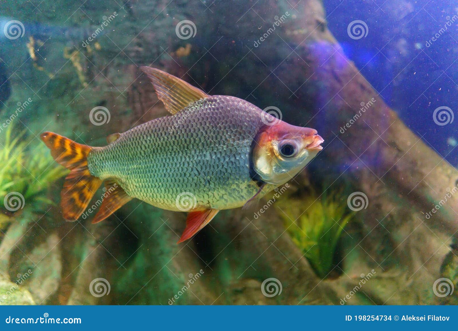distichum losasso, distichodus long-nosed distichodus lusosso. fish in the aquarium. selective focus