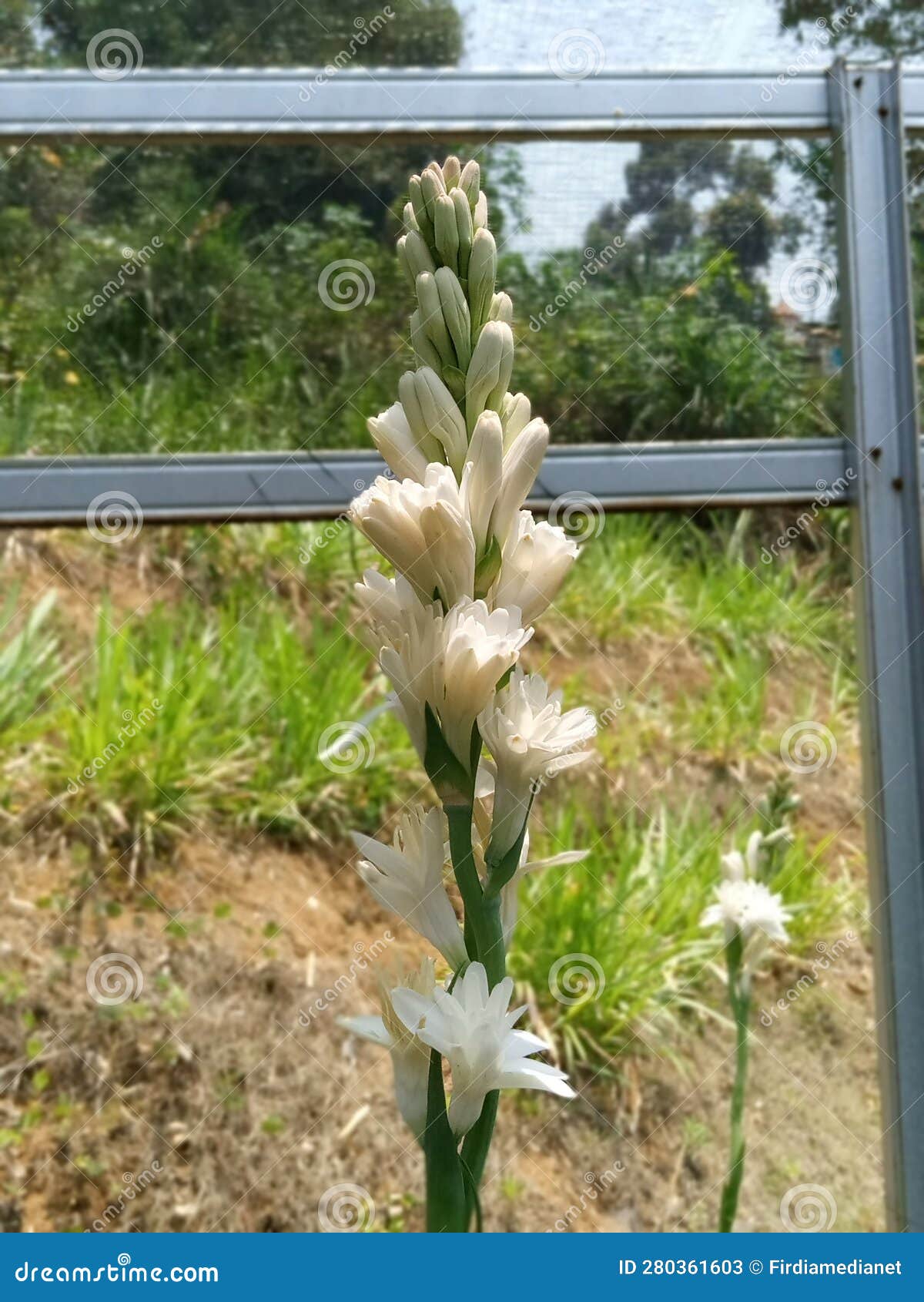 A Distinctive Fragrant Tuberose Flower Plant Stock Image Image of