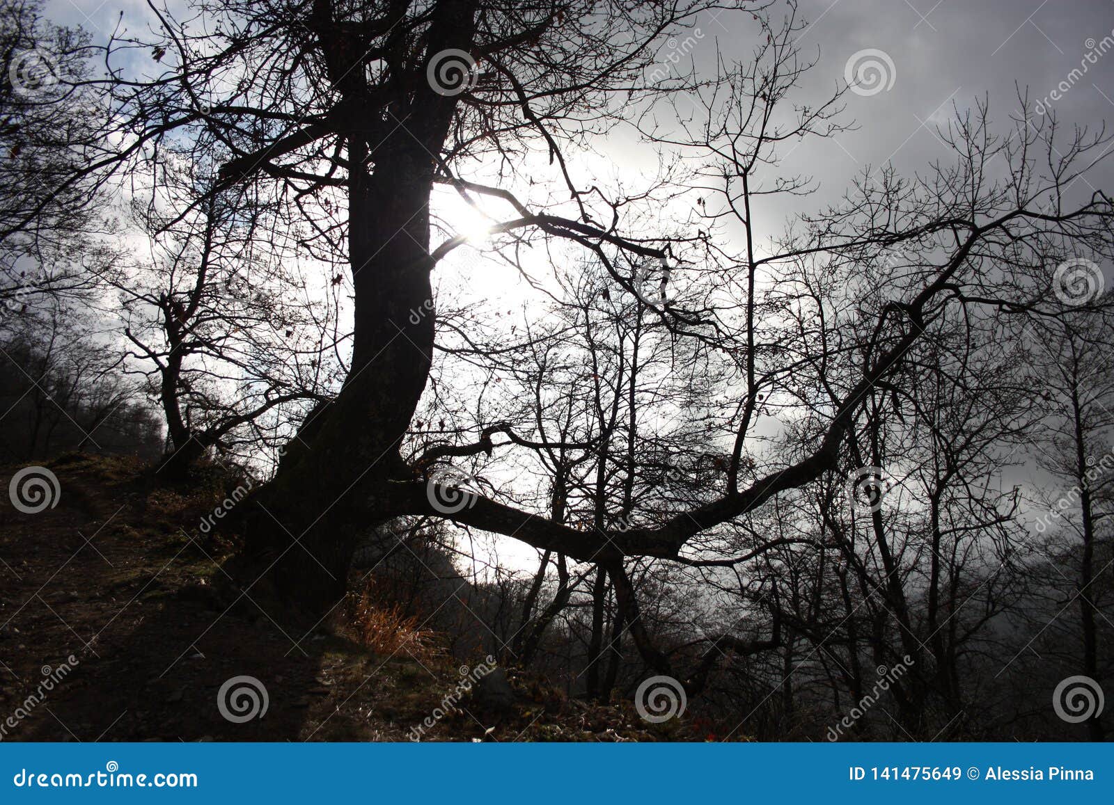 distressing and fairy-tale dark tree trunks. gloomy and hostile environment, wild. inhospitable nature