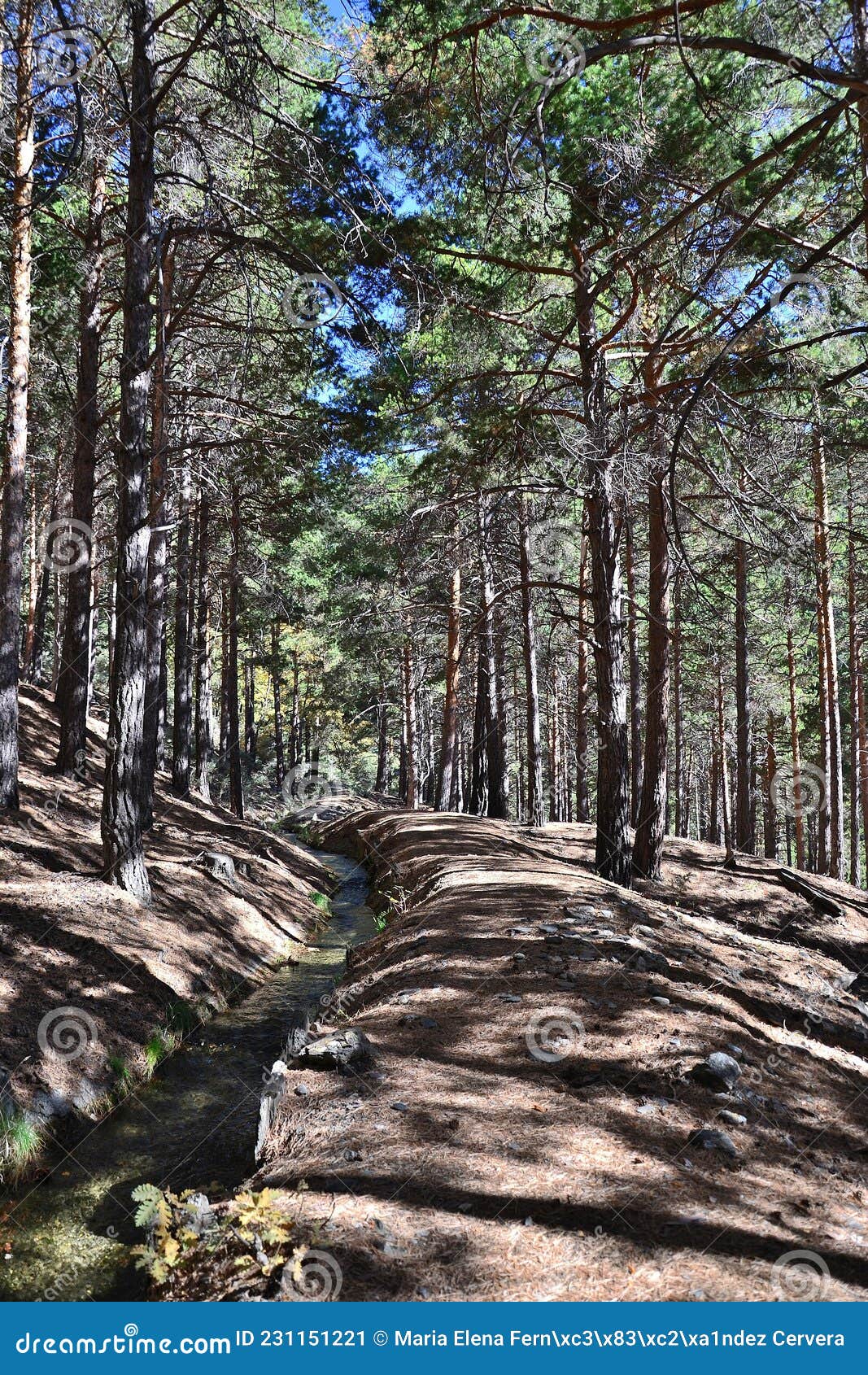 ditch almiar surrounded by pine trees near puente palo in the alpujarra in autumn