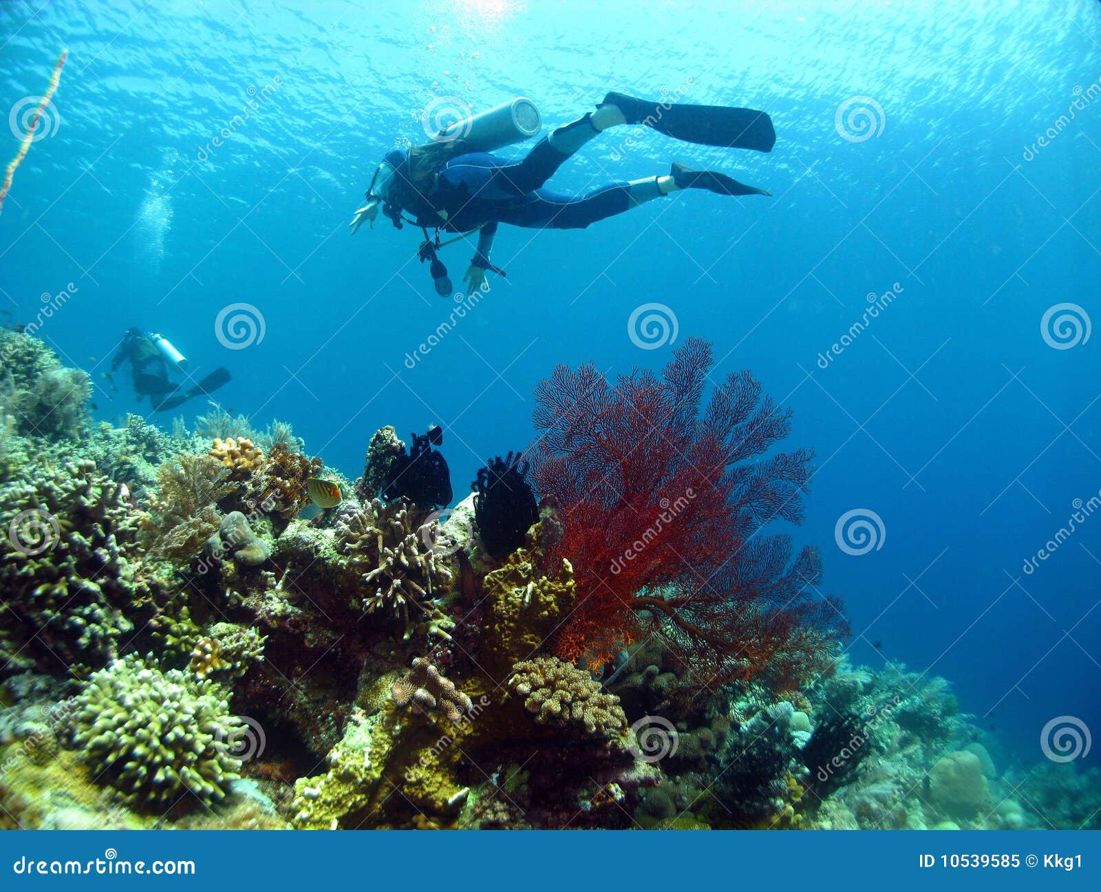 Diver Above Seafan and Corals Stock Image - Image of aquatic, diving ...