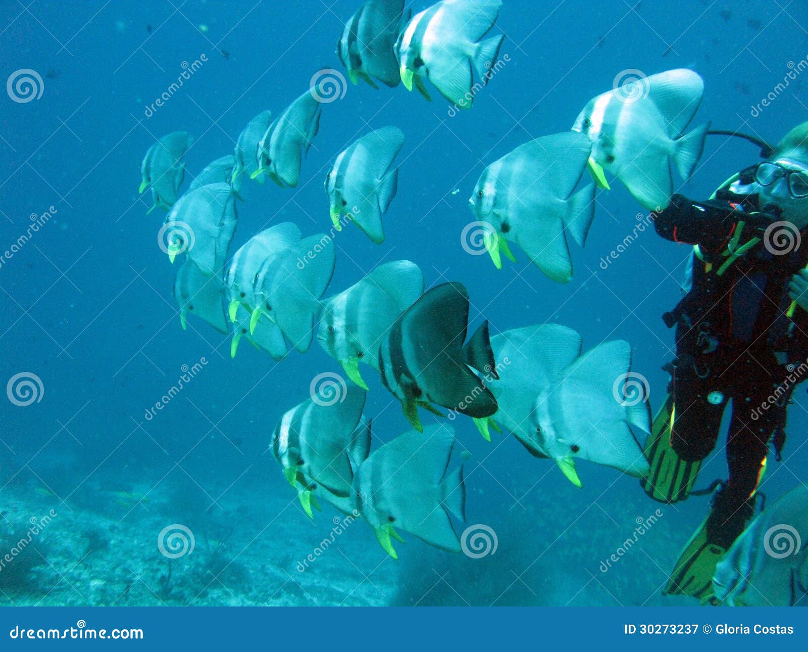 scuba diving with batfishes in maldives