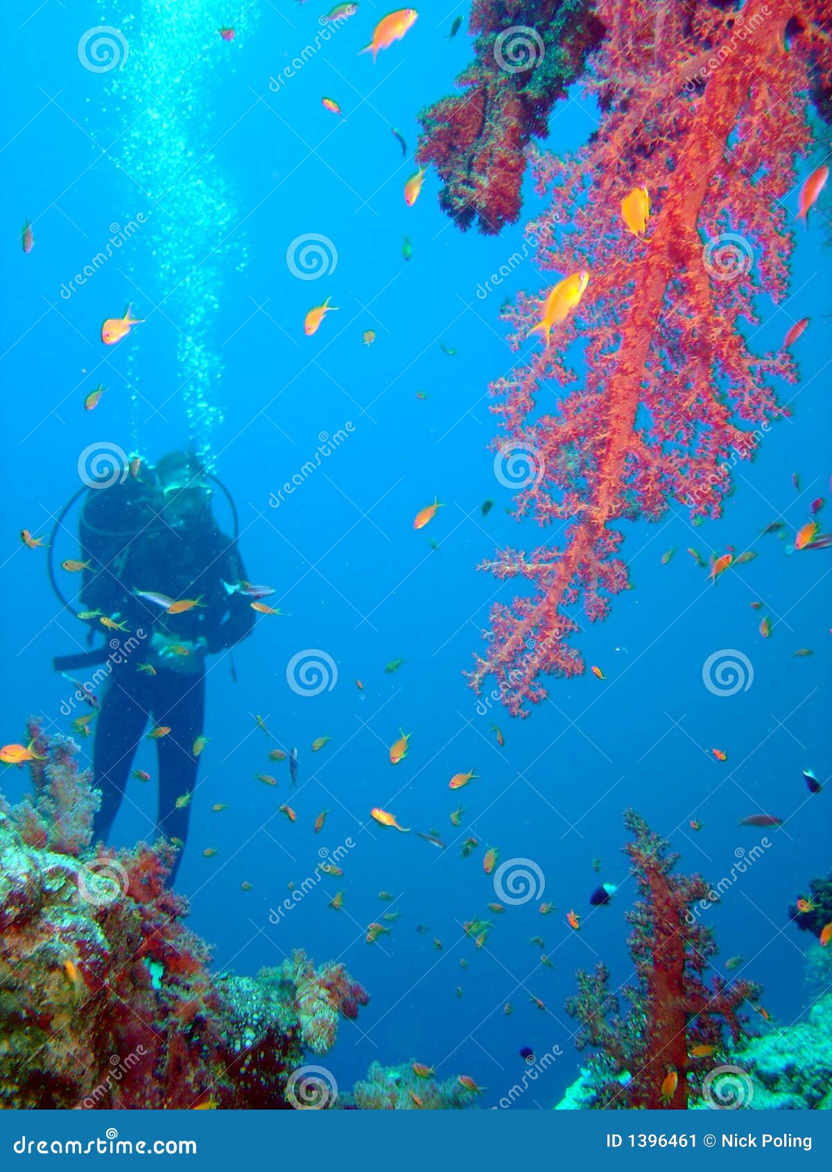 Diver and coral stock image. Image of scuba, color, adventure - 1396461