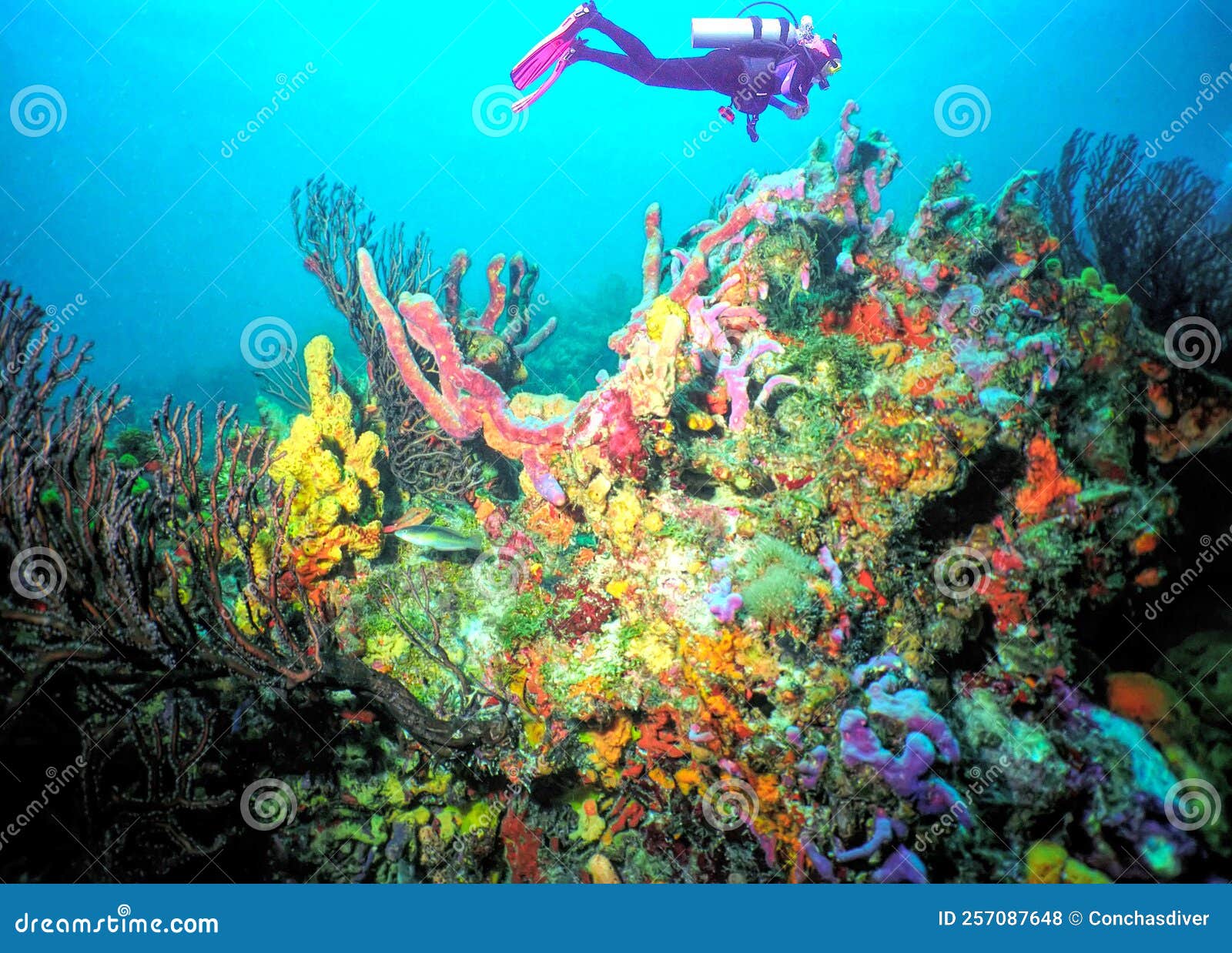a diver enjoys the colorful reef life off the island of tobago