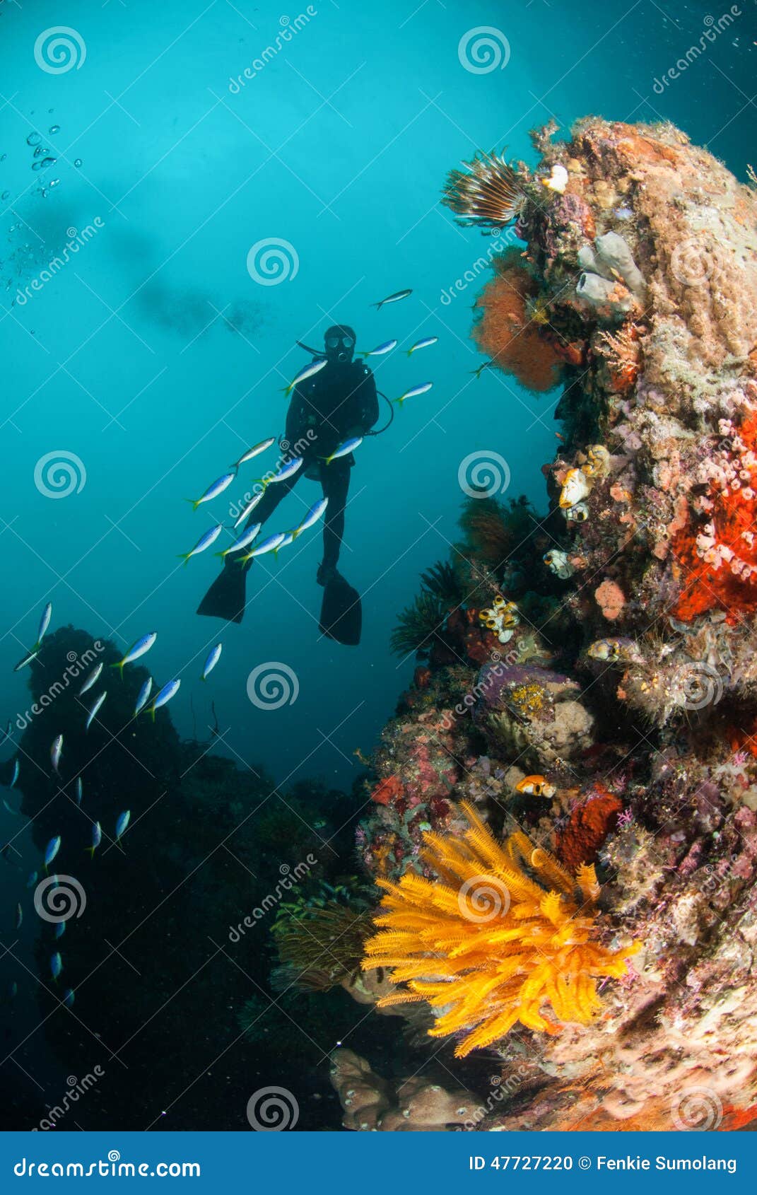 Diver, Feather Star, Coral Reef in Ambon, Maluku, Indonesia Underwater ...