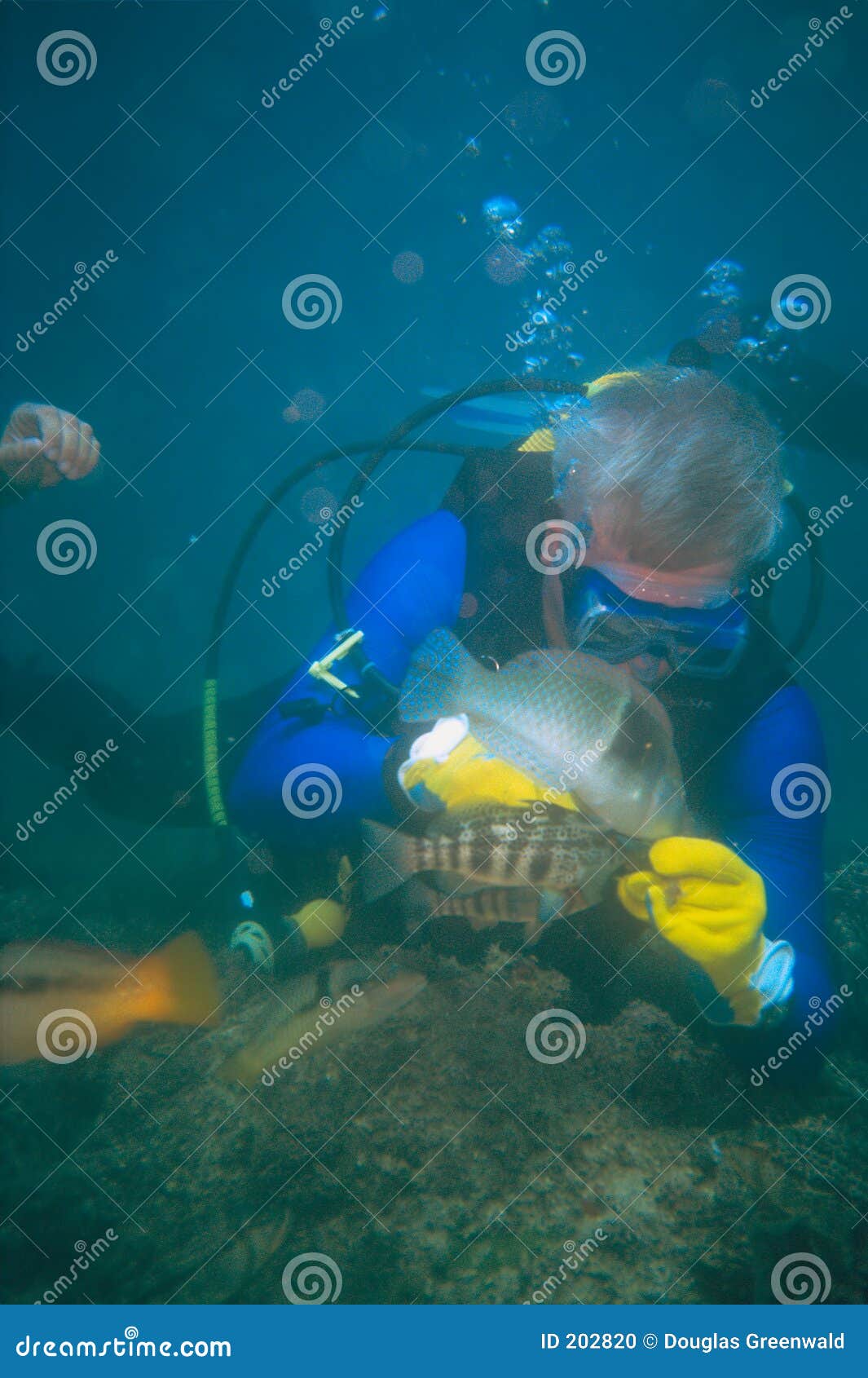 Diver Feeding Fish stock photo. Image of feed, scuba, underwater 202820