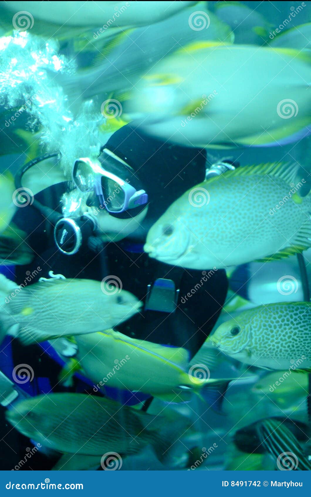 A Diver Feeding Tropical Fish in a Caisson Stock Photo Image of fish