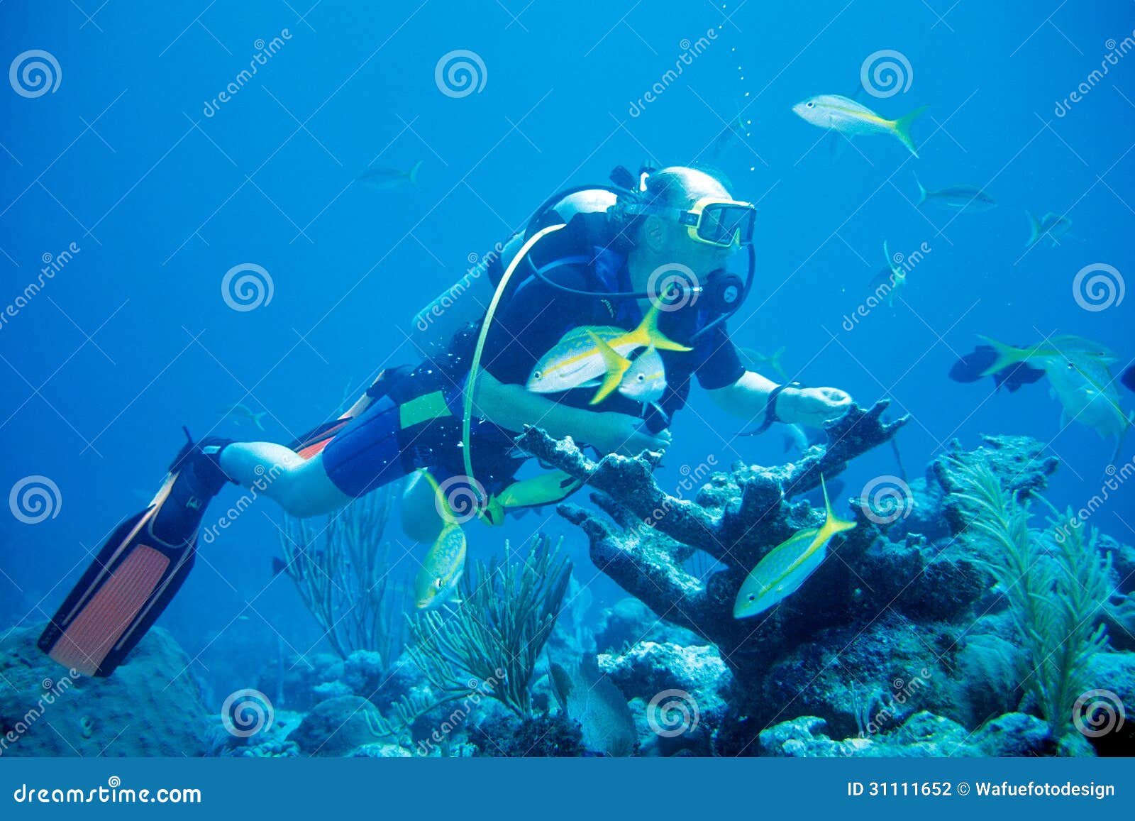 Diver feeds Fish stock photo. Image of coral, diving 31111652