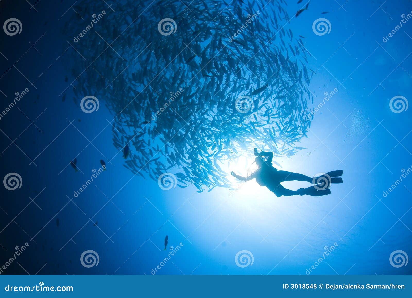 diver and fish silhouette