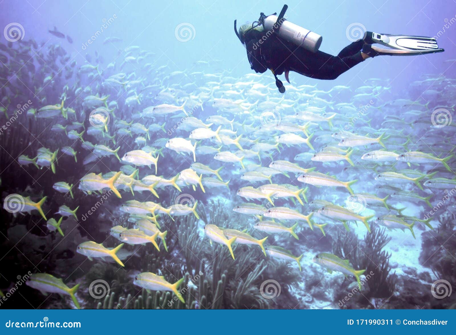 a diver floats above schooling goatfish off key largo, fl