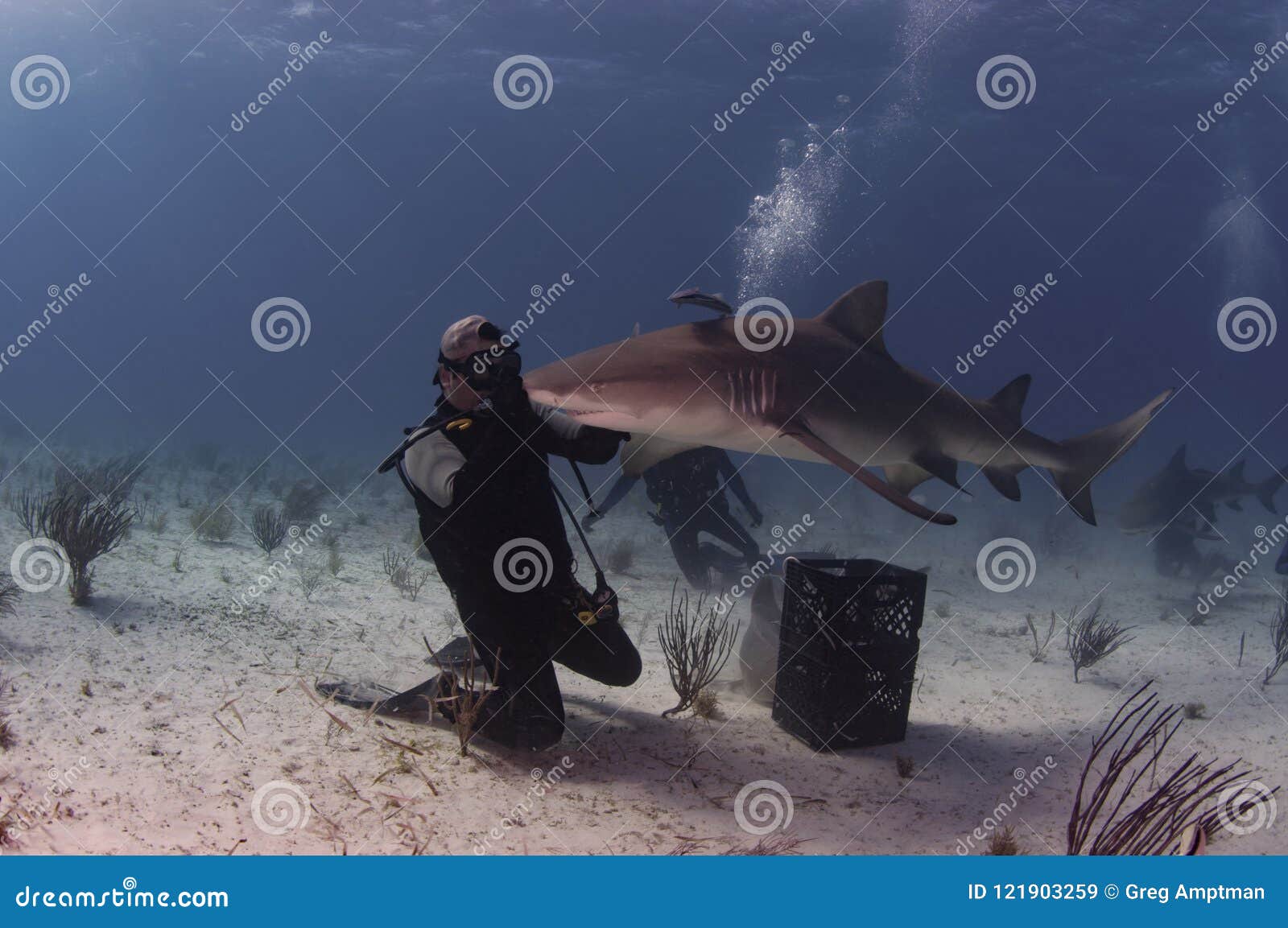 Diver with Lemon Shark editorial stock image. Image of marinelife 121903259