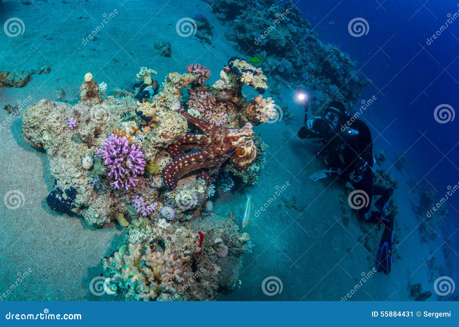 Diver met octopus stock image. Image of fish, bottom 55884431