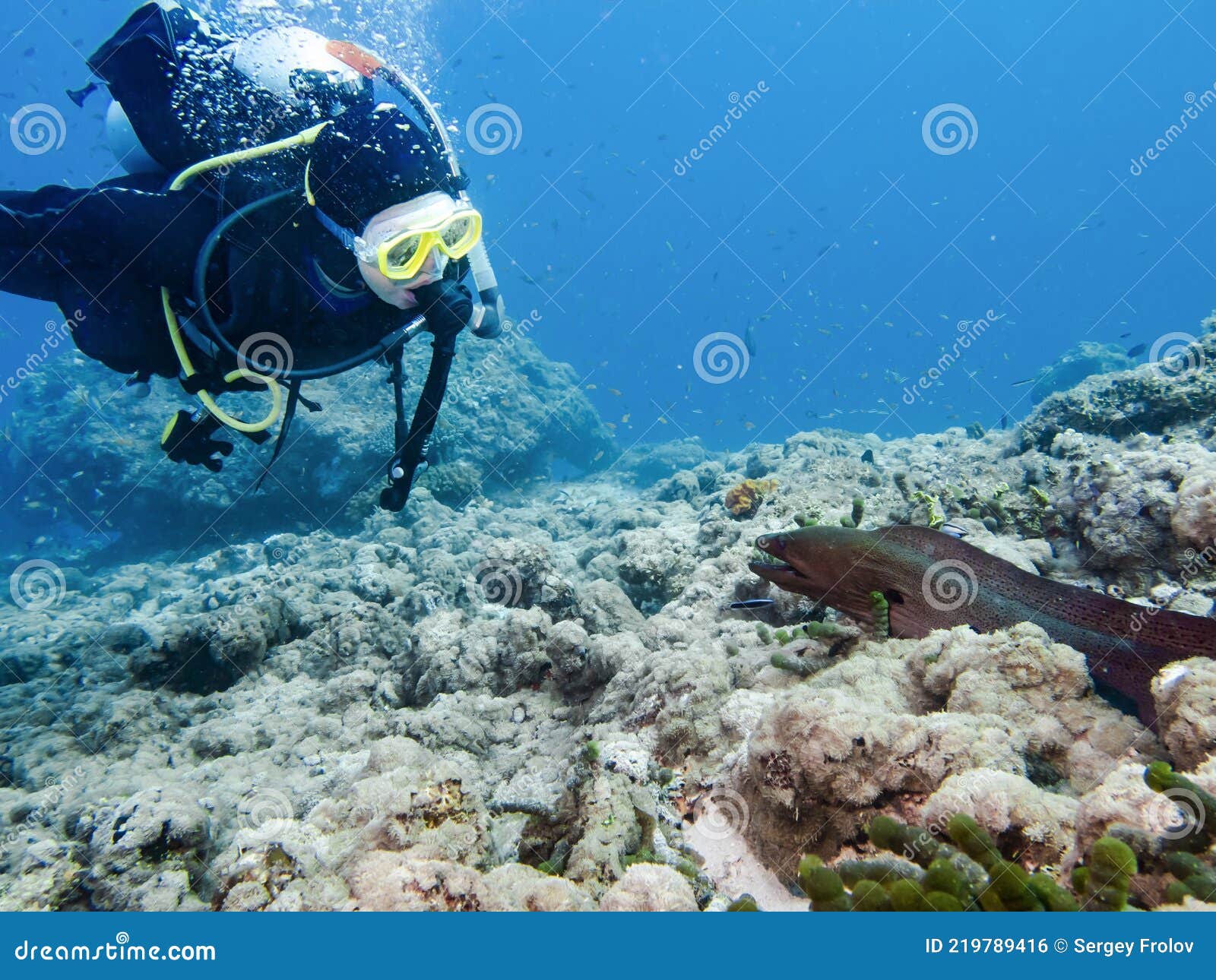 A Diver and a Moray Eel Look at Each Other on a Reef at the Bottom of