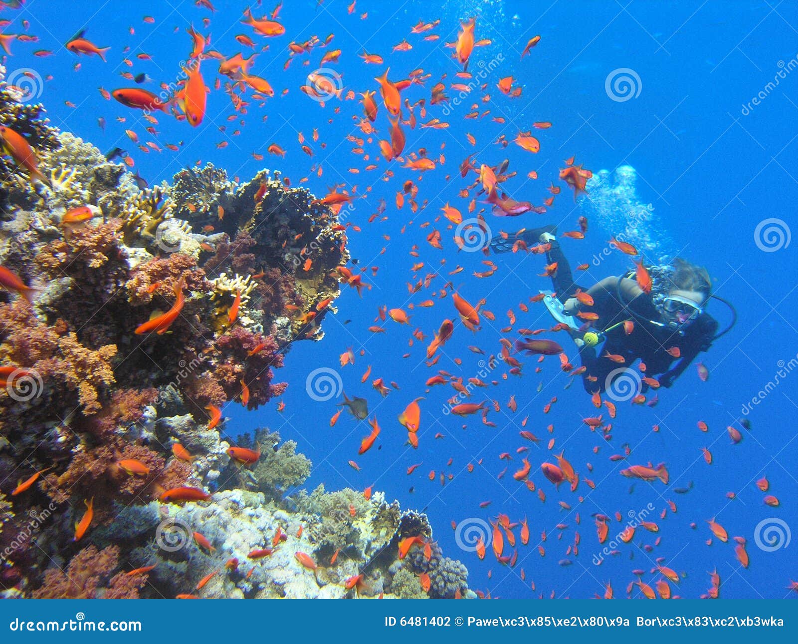 diver shallow water coral reef