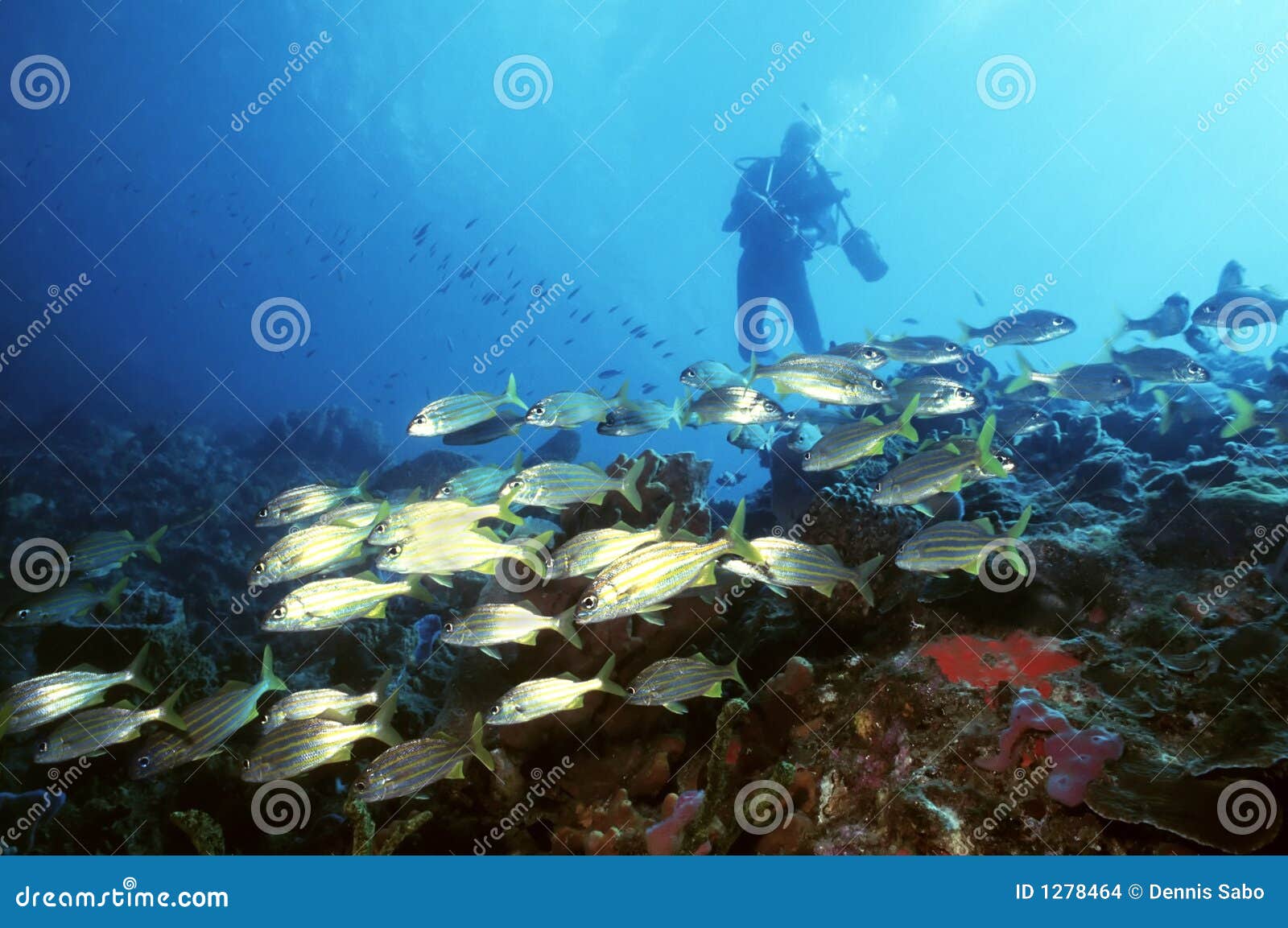 Diver and Yellow Tail Snapper Stock Photo Image of biology, scenic