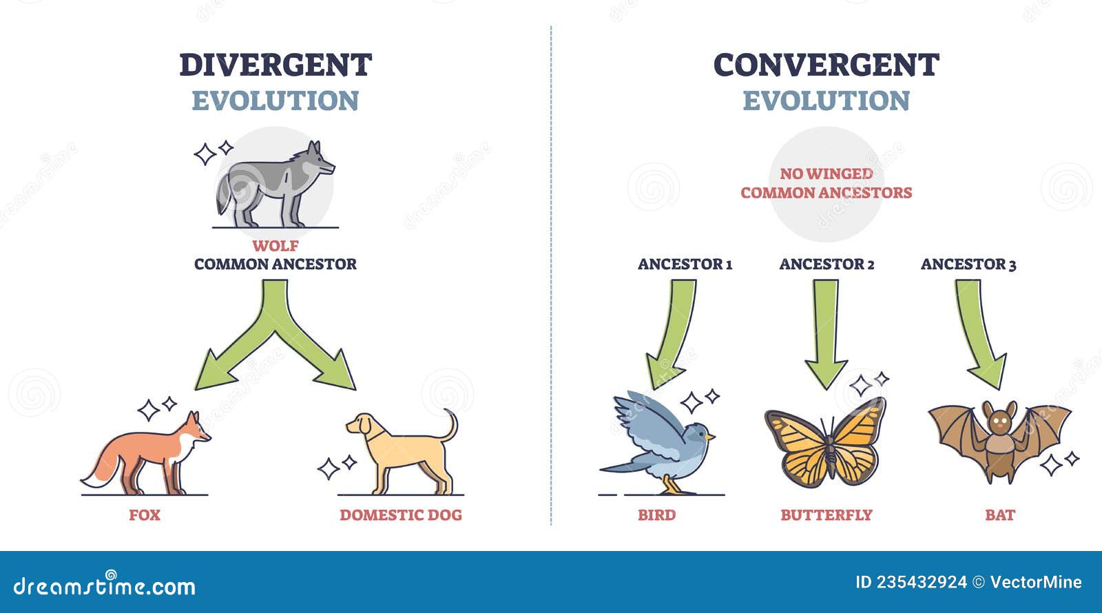 divergent vs convergent evolution with ancestors development outline diagram