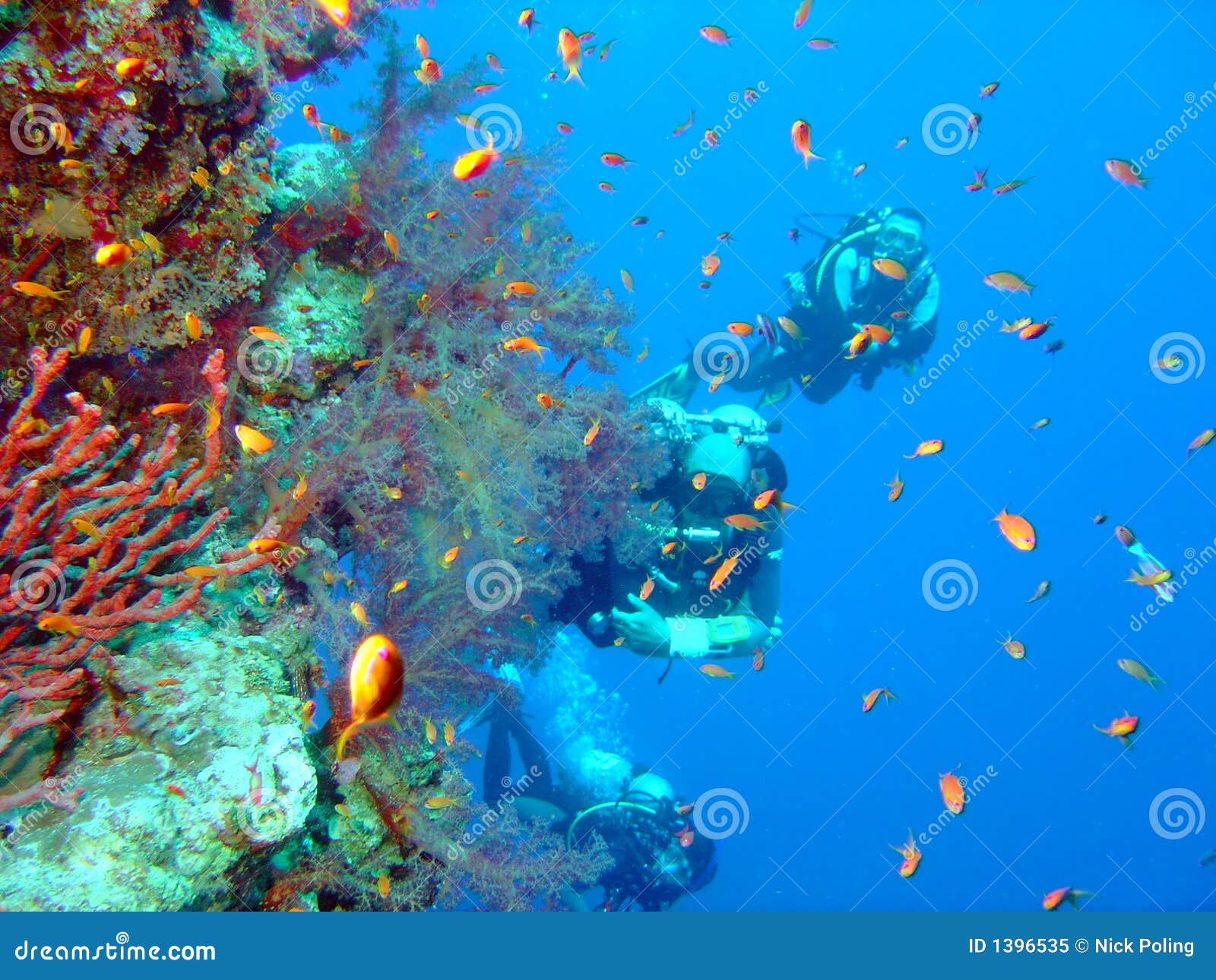 Divers and coral stock image. Image of subaqua, innerspace - 1396535