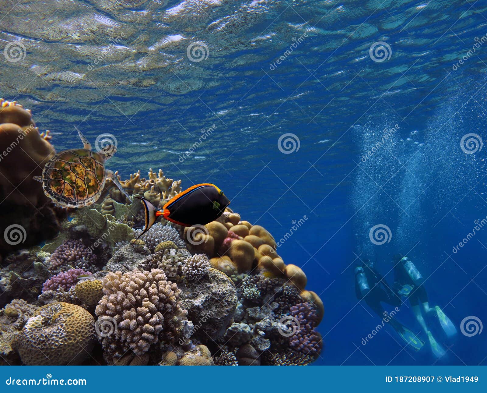 divers on the reef