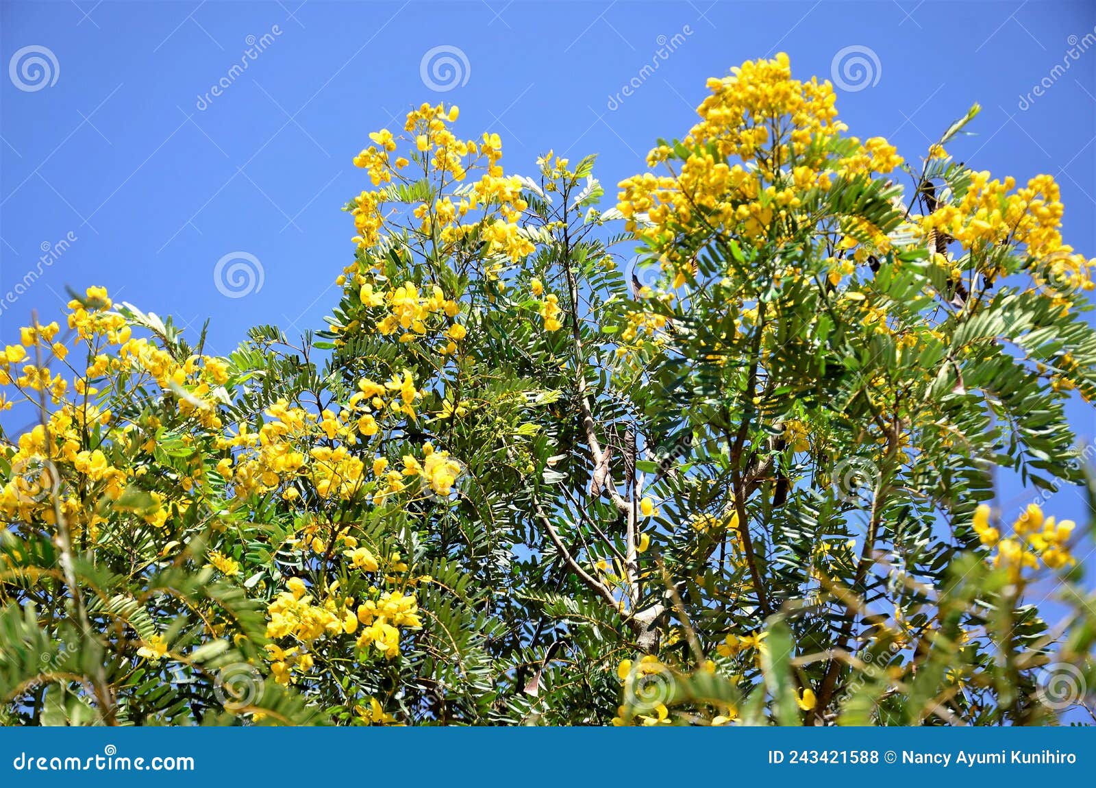 diversas flores amarelas da senna surattensis