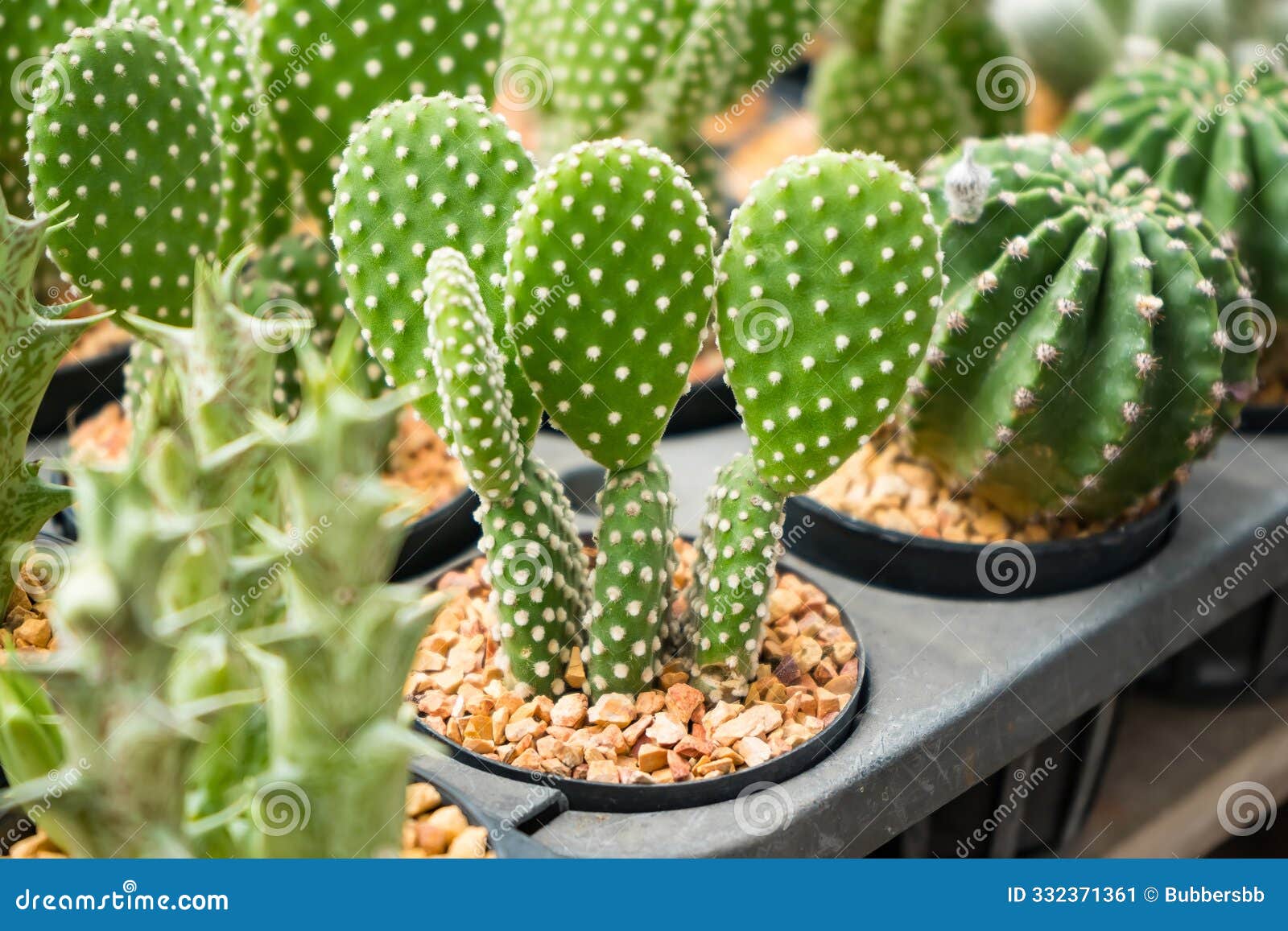 a diverse collection of cacti and succulents in a nursery: natureÃ¢â¬â¢s array of textures and forms