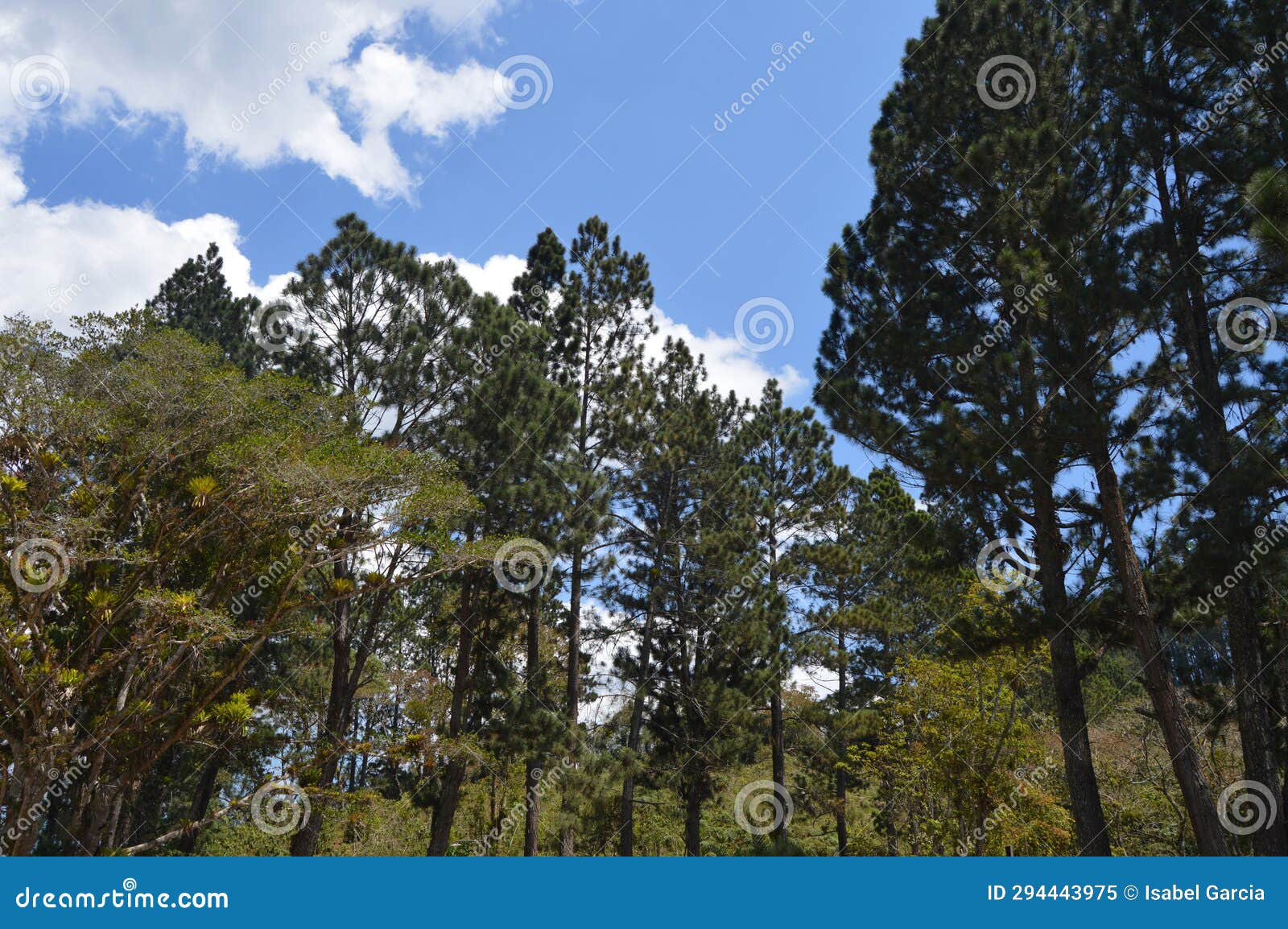 diverse forest tapestry: trees of all kinds
