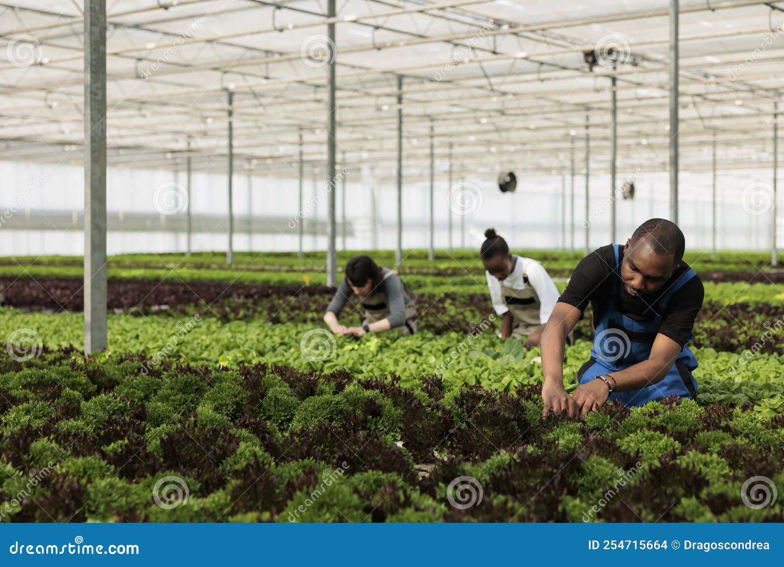 Diverse Group of Greenhouse Workers Cultivating Different Types of