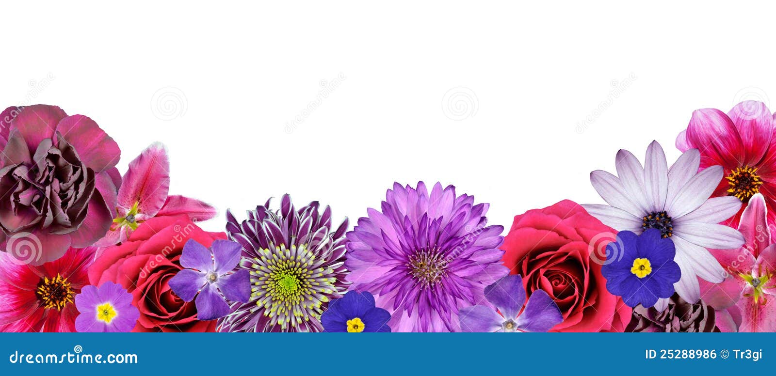 Diverse roze, purpere rode bloemen bij de rij van de bodem royalty ... Levendige achtergrond rode