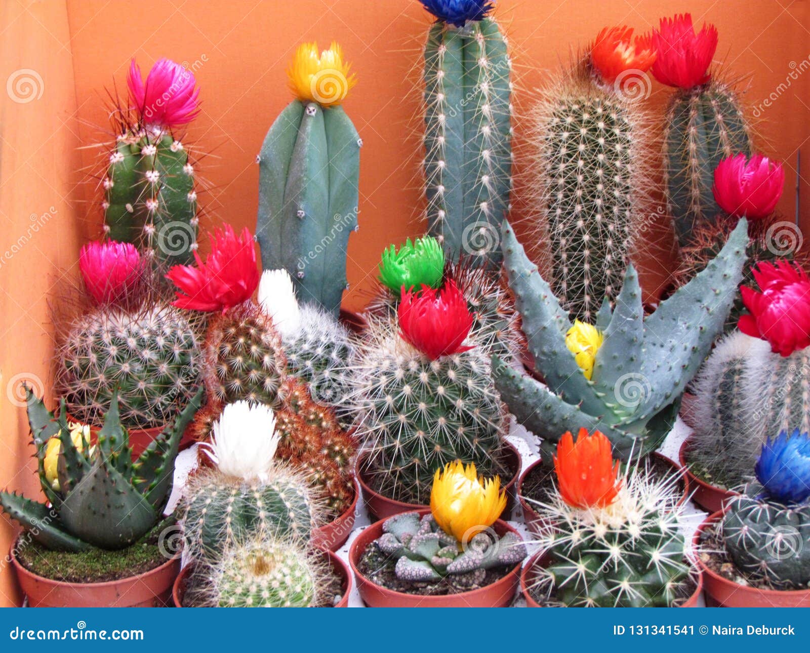 Diversos Tipos De Cactus Con Las Flores Coloridas Imagen de archivo -  Imagen de cubo, verde: 131341541