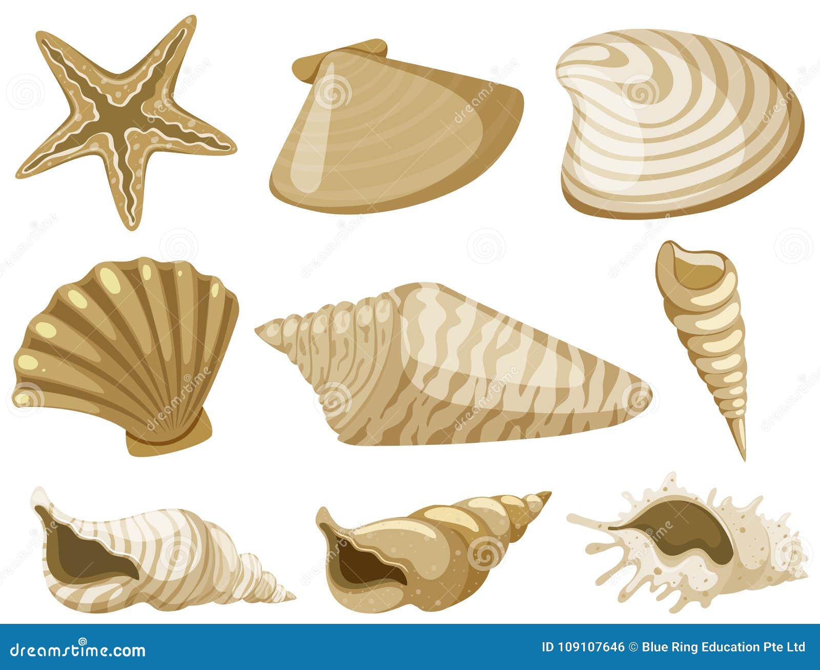 Tipos de conchas marinas
