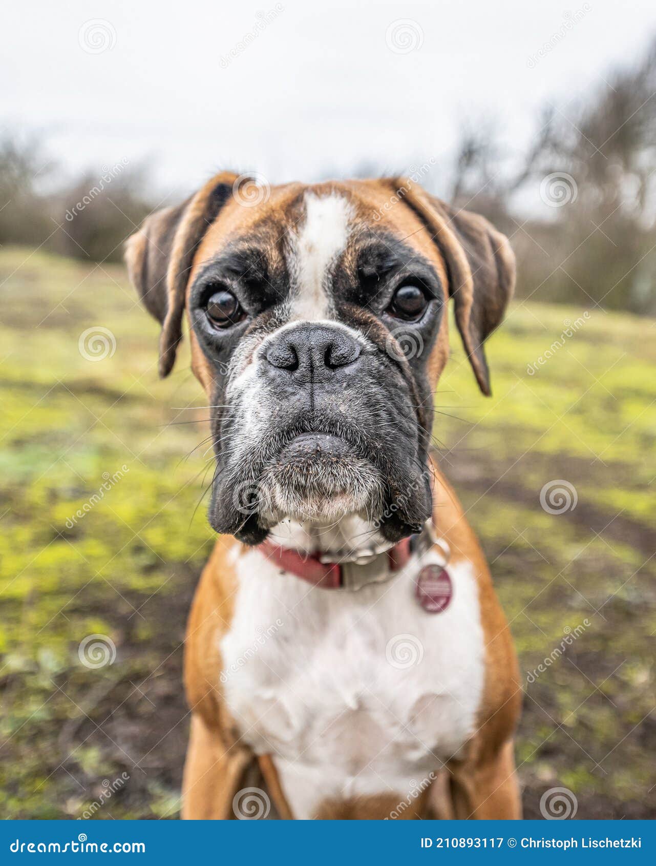Divertida Cara 9 Meses Cachorro De Oro De Pura Raza Boxer Aleman Perro Closeup Imagen De Archivo Imagen De Cara Bebe Divertida Cara 9 Meses Cachorro De Oro De Pura Raza Boxer Aleman Perro Closeup Imagen De Archivo Imagen De Cara Bebe