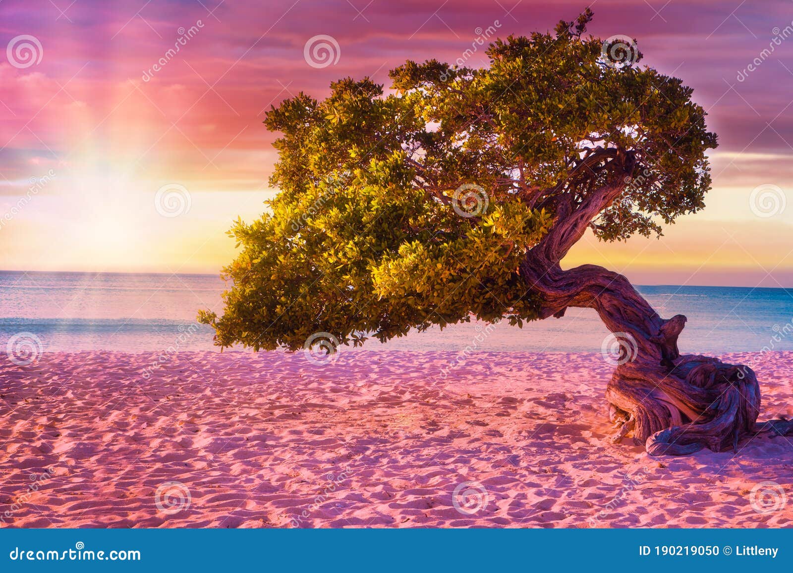 divi divi tree on eagle beach in aruba at sunset.