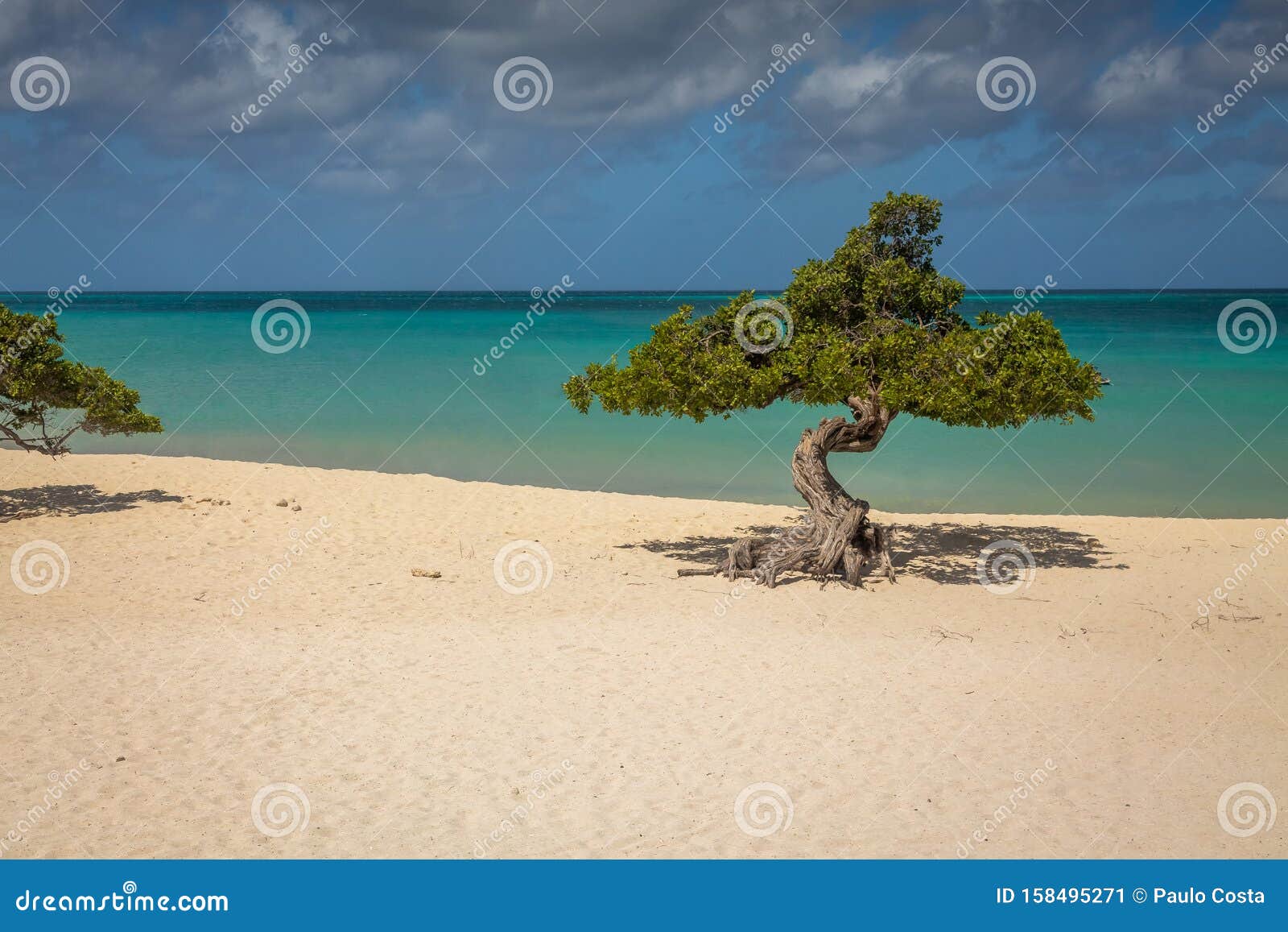 divi divi trees in aruba eagle beach