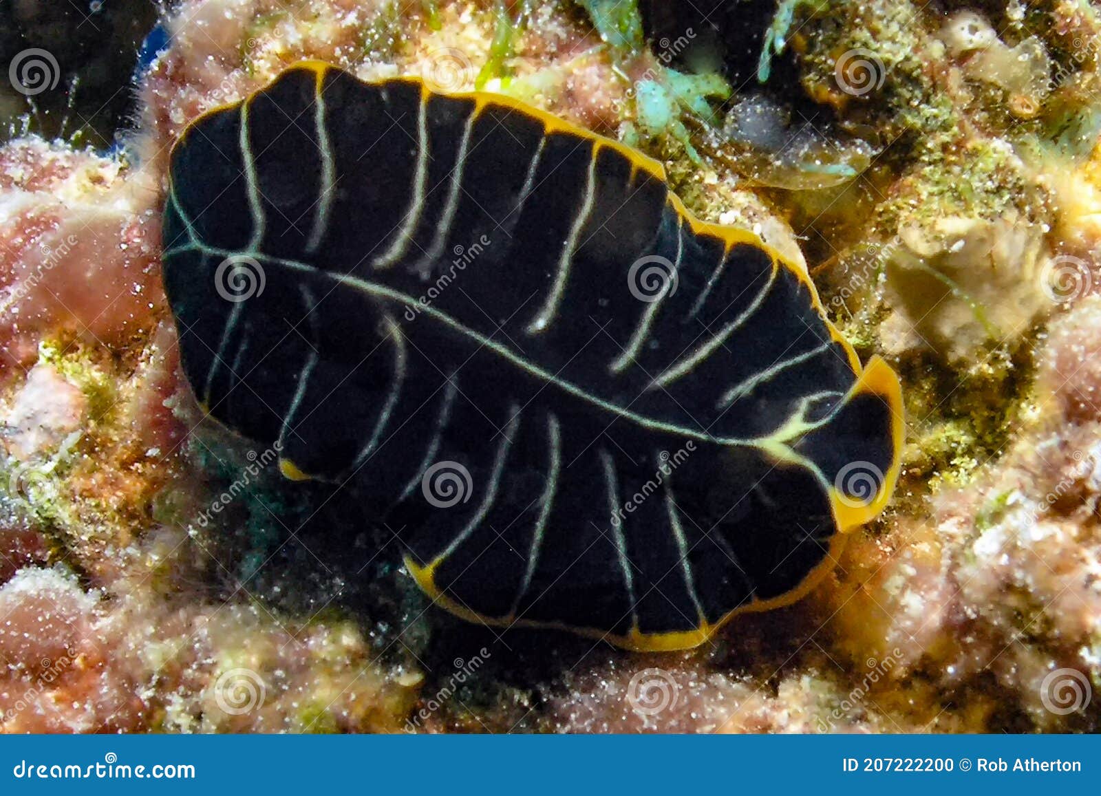 A Divided Flatworm Pseudoceros Dimidiatus in the Red Sea Stock Photo