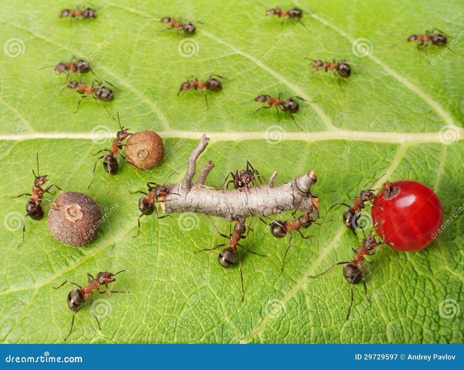 ants cargo traffic in anthill, teamwork