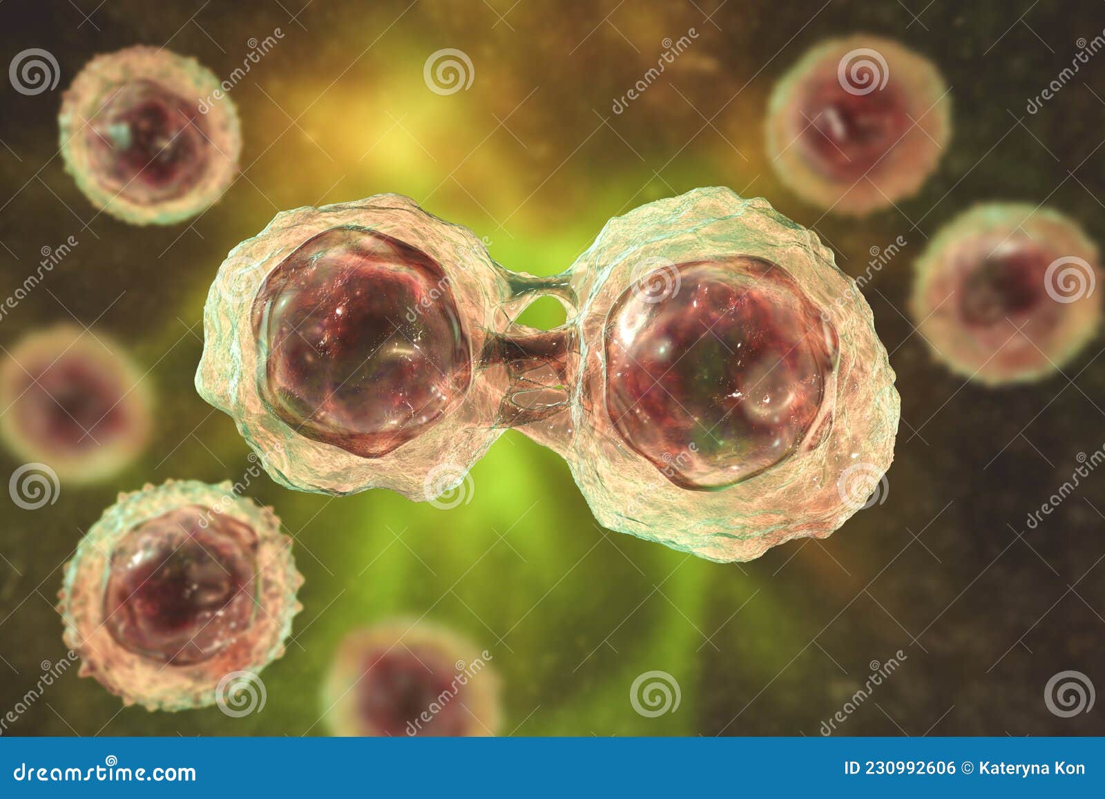 Dividing Stem Cells, 3D Illustration Stock Illustration Biology Diagrams