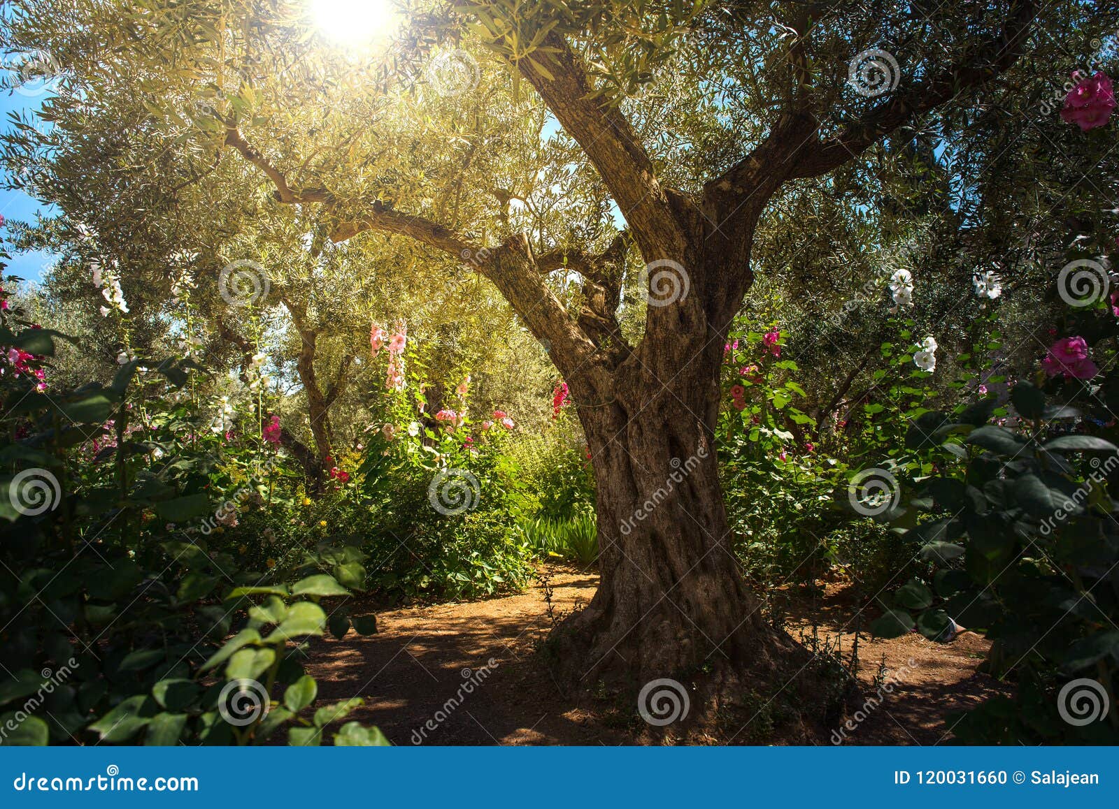 Olive Trees In Gethsemane Garden Jerusalem Stock Photo Image Of